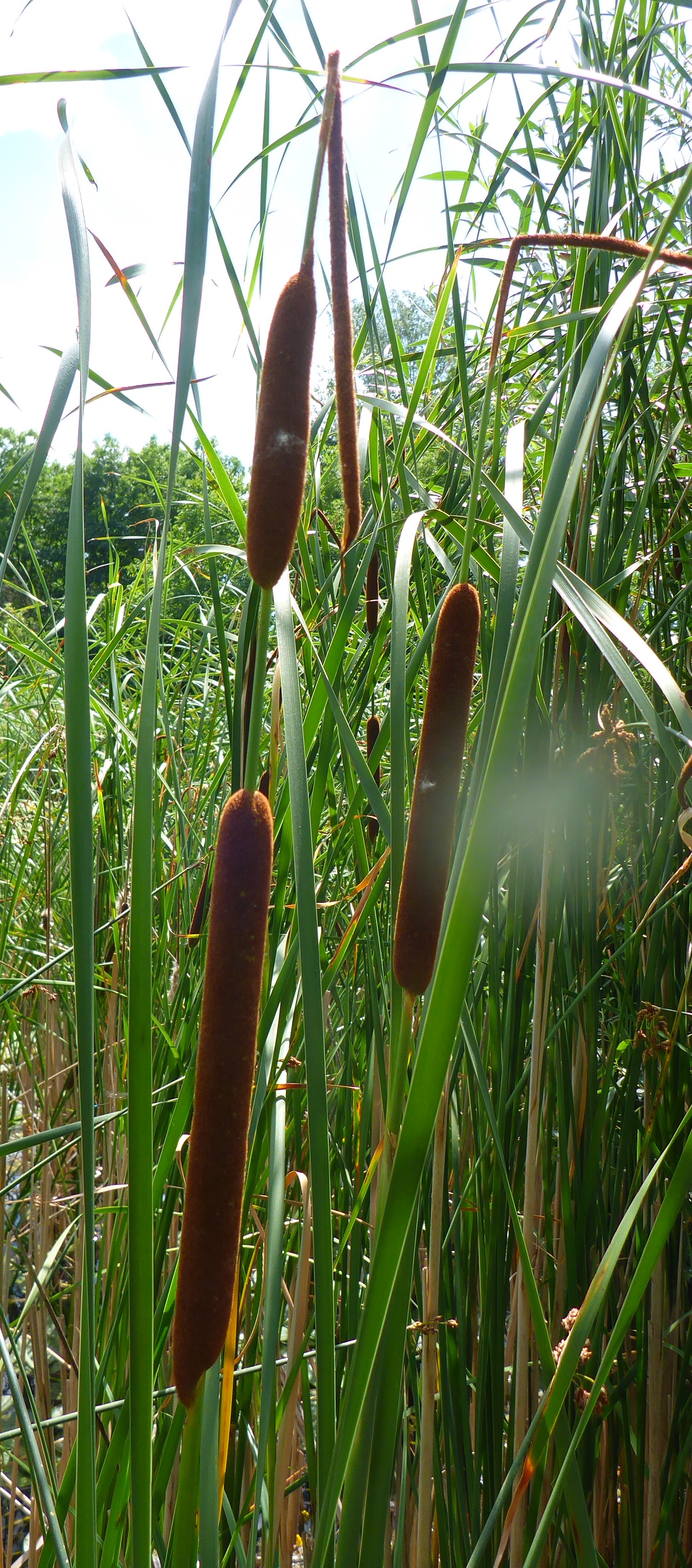 P1700898_kopie.jpg