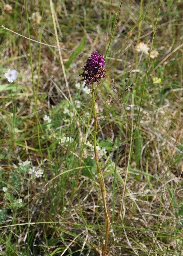 Stotzing-19062019-(48) - Anacamptis pyramidalis - Kamm-Hundswurz - Pyramidenorchis.JPG