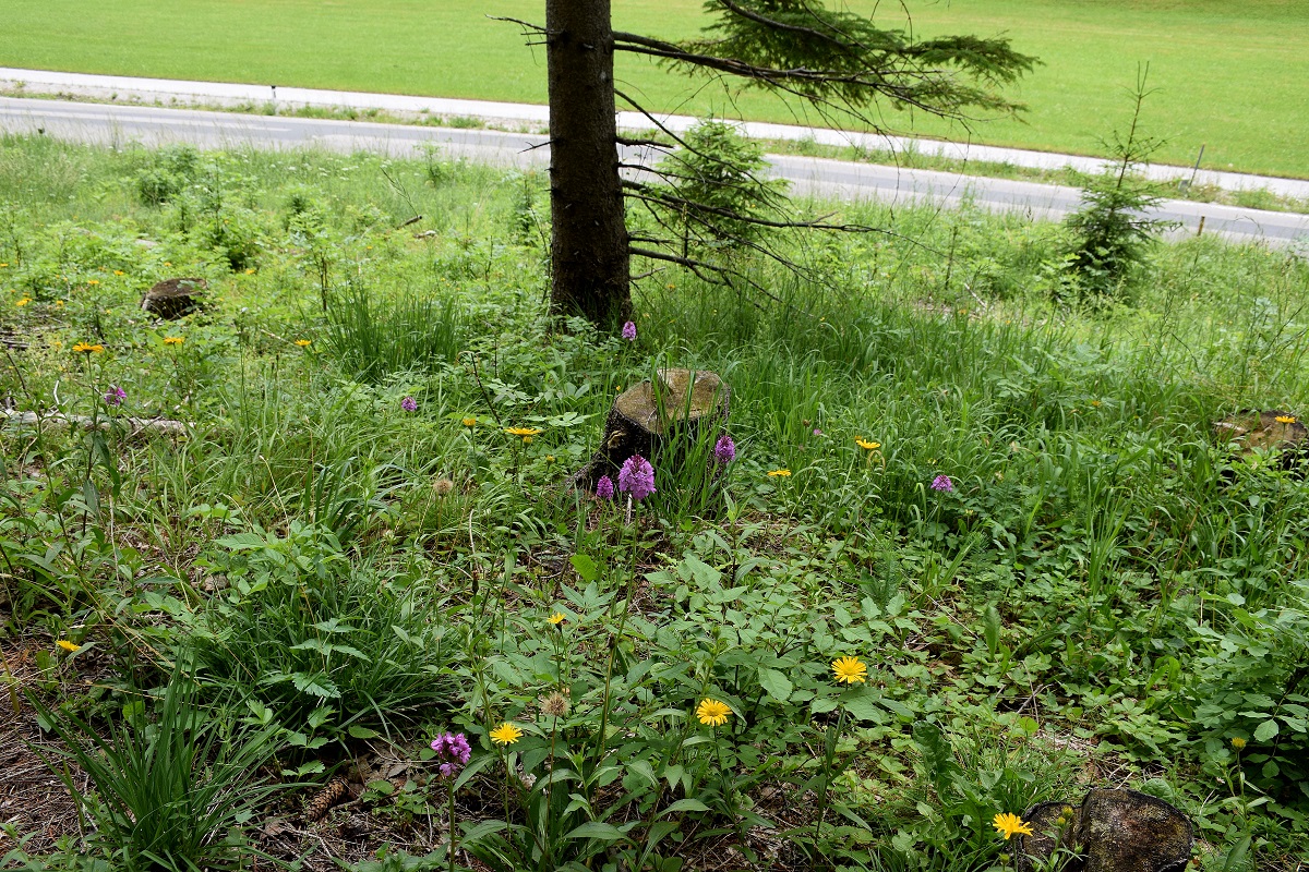 Kernhof-21062019-(30) - Bundesstraße - Anacamptis pyramidalis - Kamm-Hundswurz - Pyramidenorchis.JPG