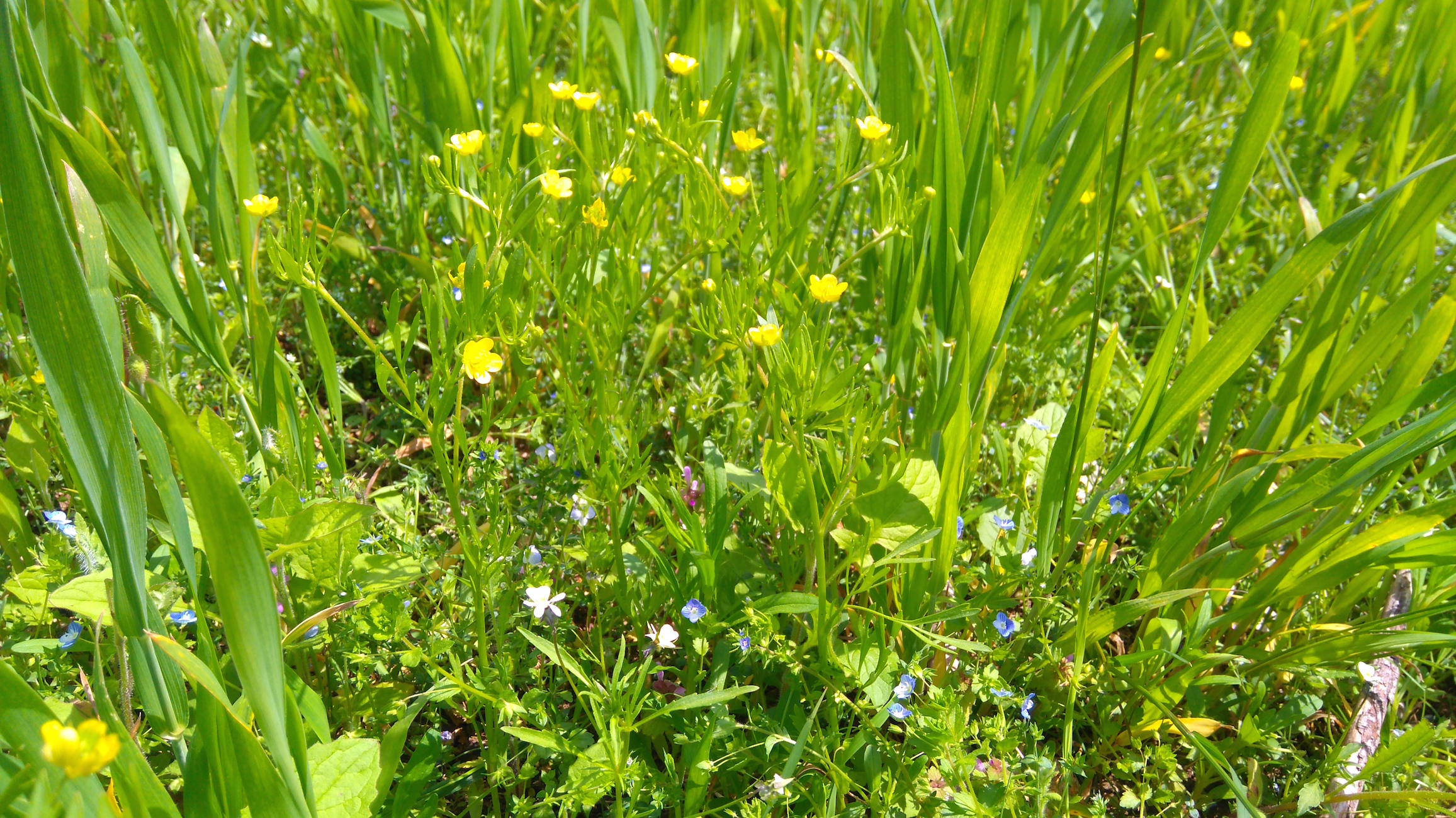 ranunculus arvensis_südseite größenberg bei puchberg_8331.JPG