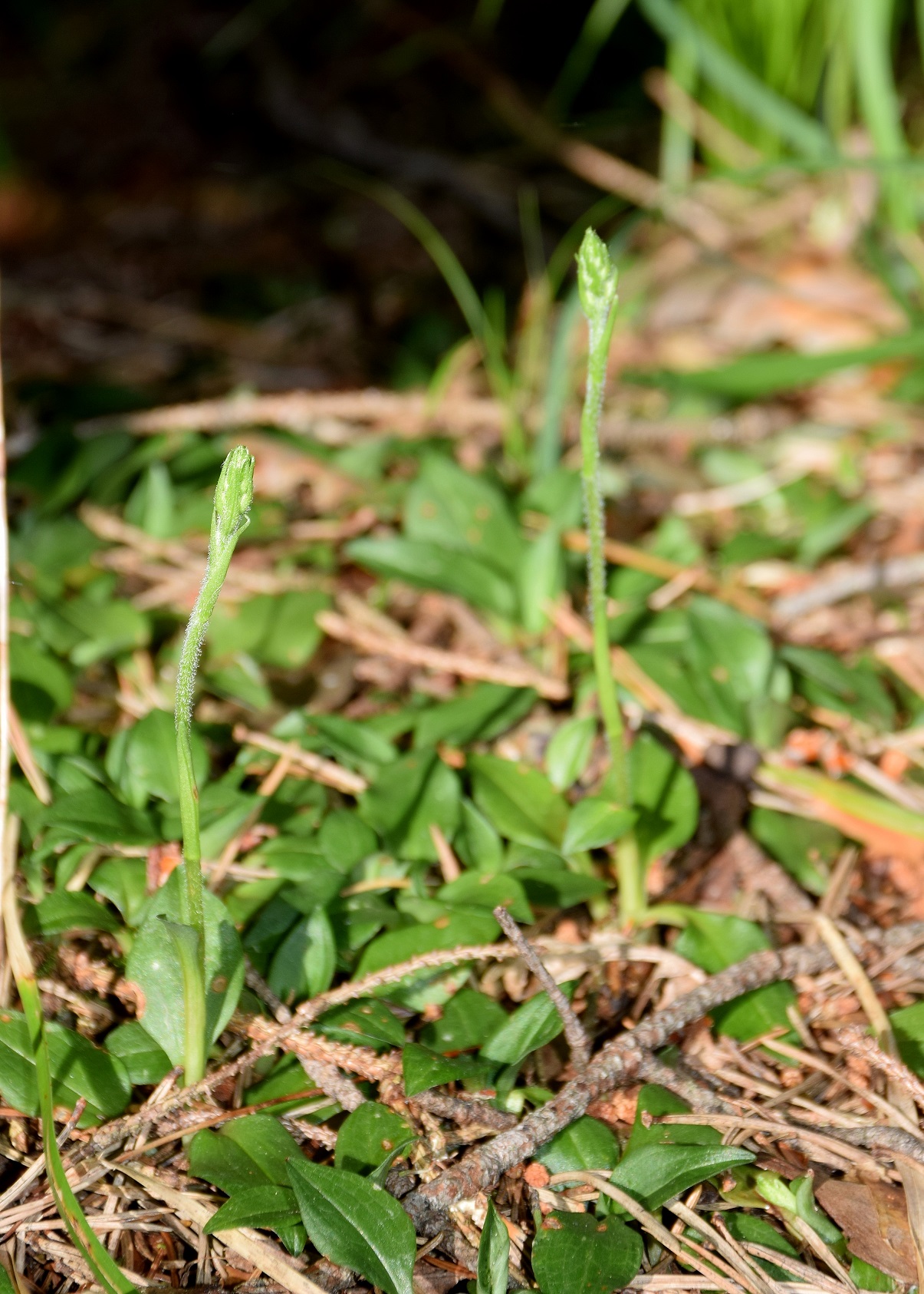 Kernhof-28062019-(3).JPG