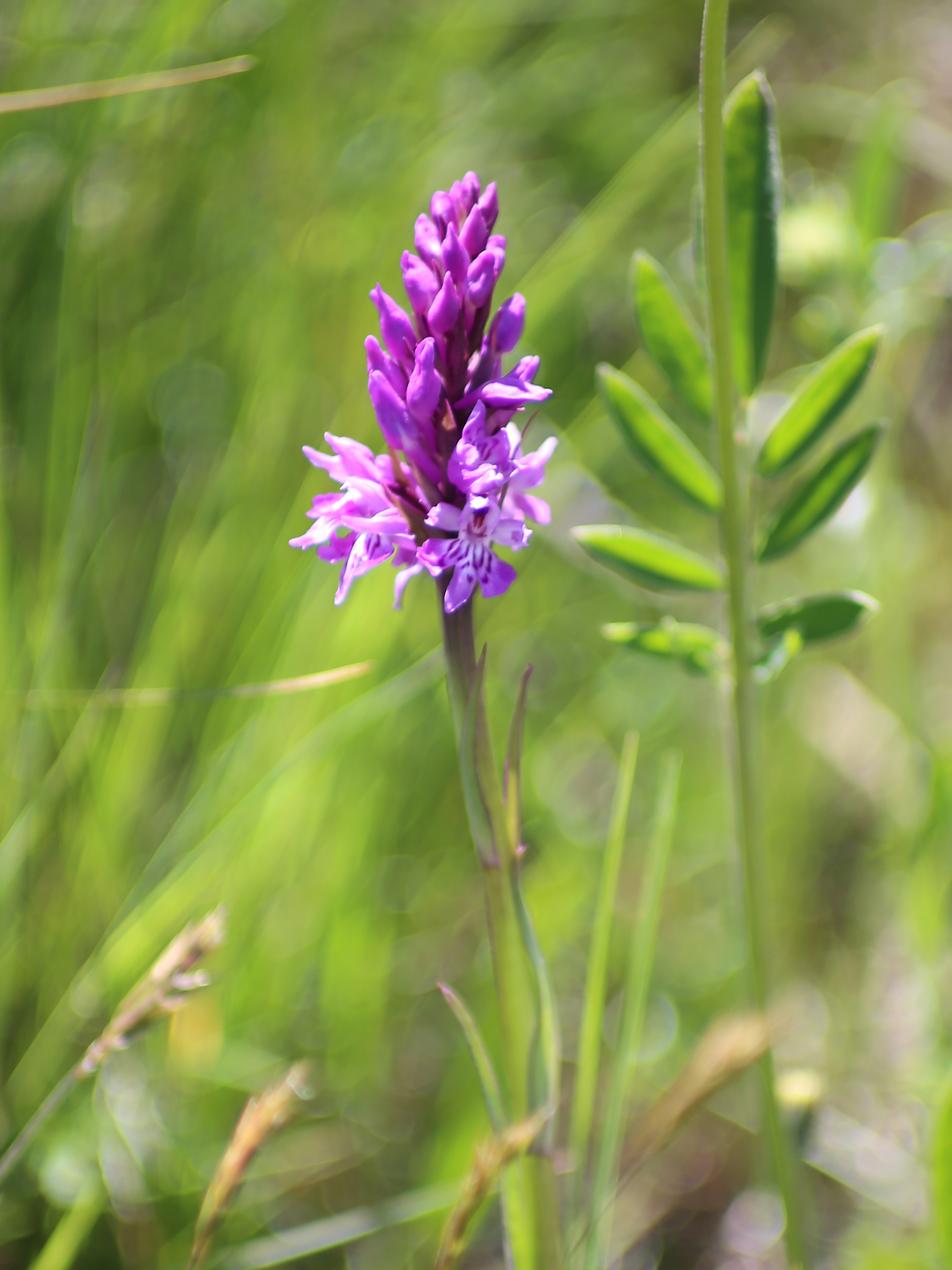 Dactylorhiza fuchsii_koralpe4.jpeg