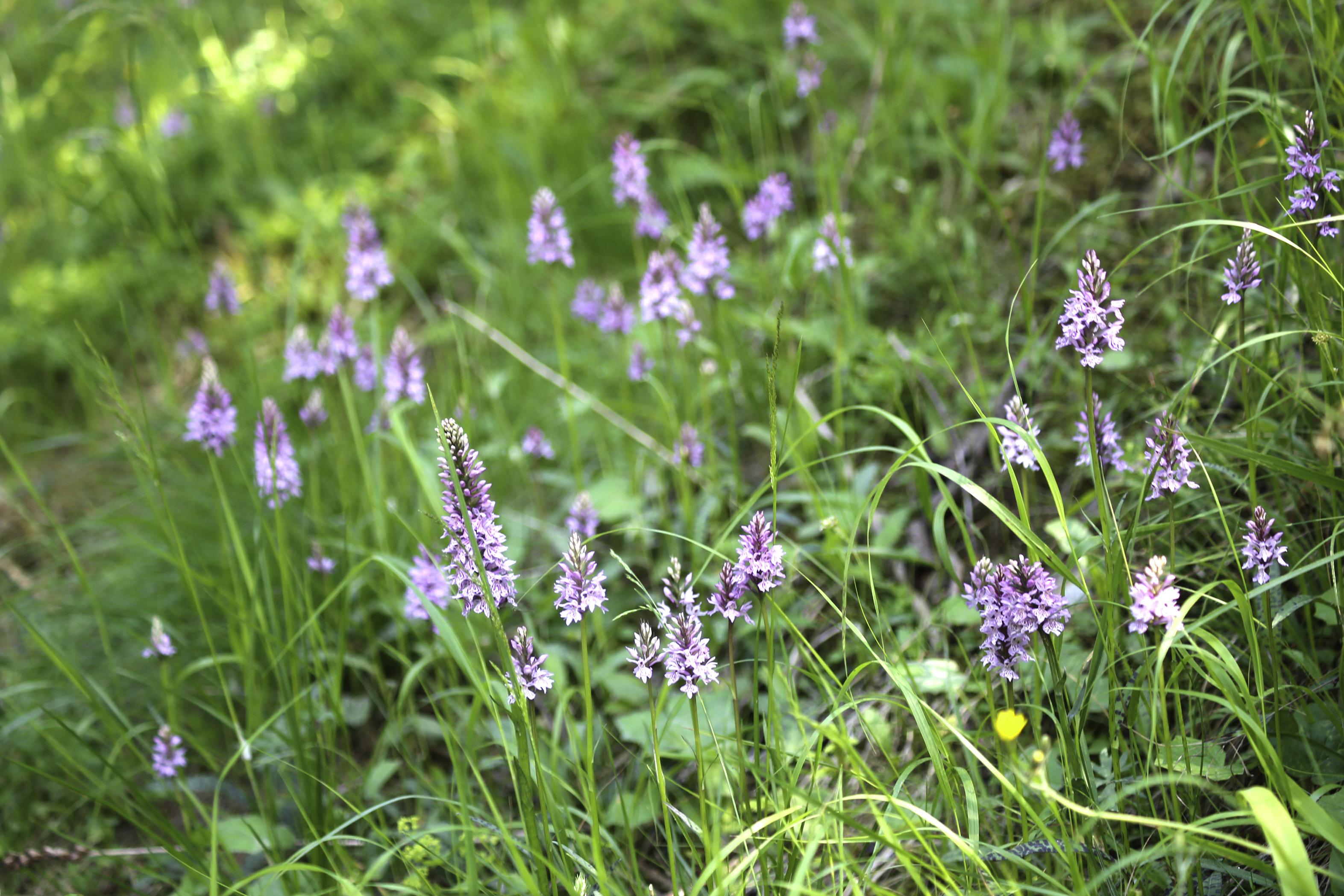 Dactylorhiza fuchsii_koralpe3.jpeg