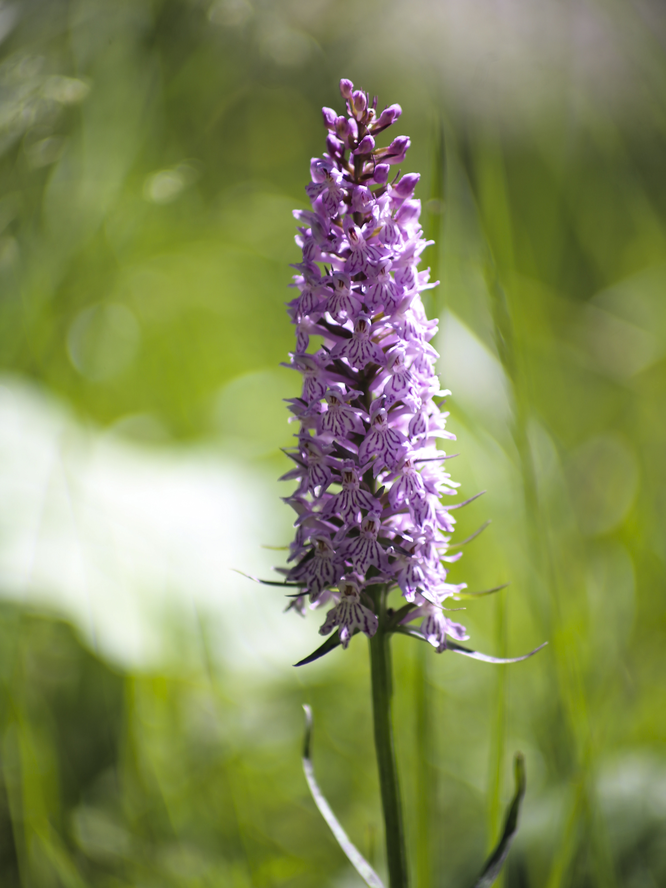 Dactylorhiza fuchsii_koralpe2.jpeg