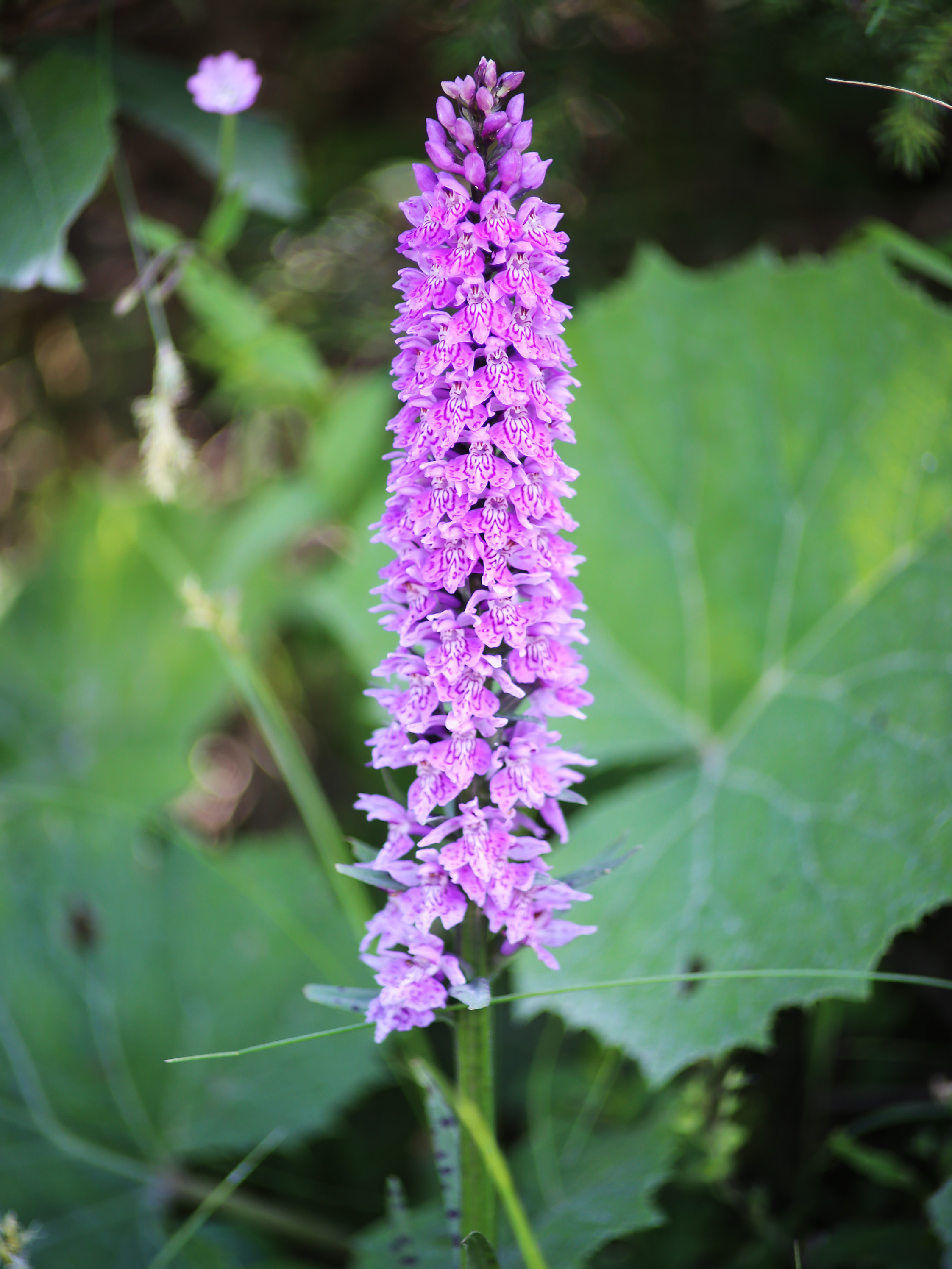 Dactylorhiza fuchsii_koralpe1.jpeg