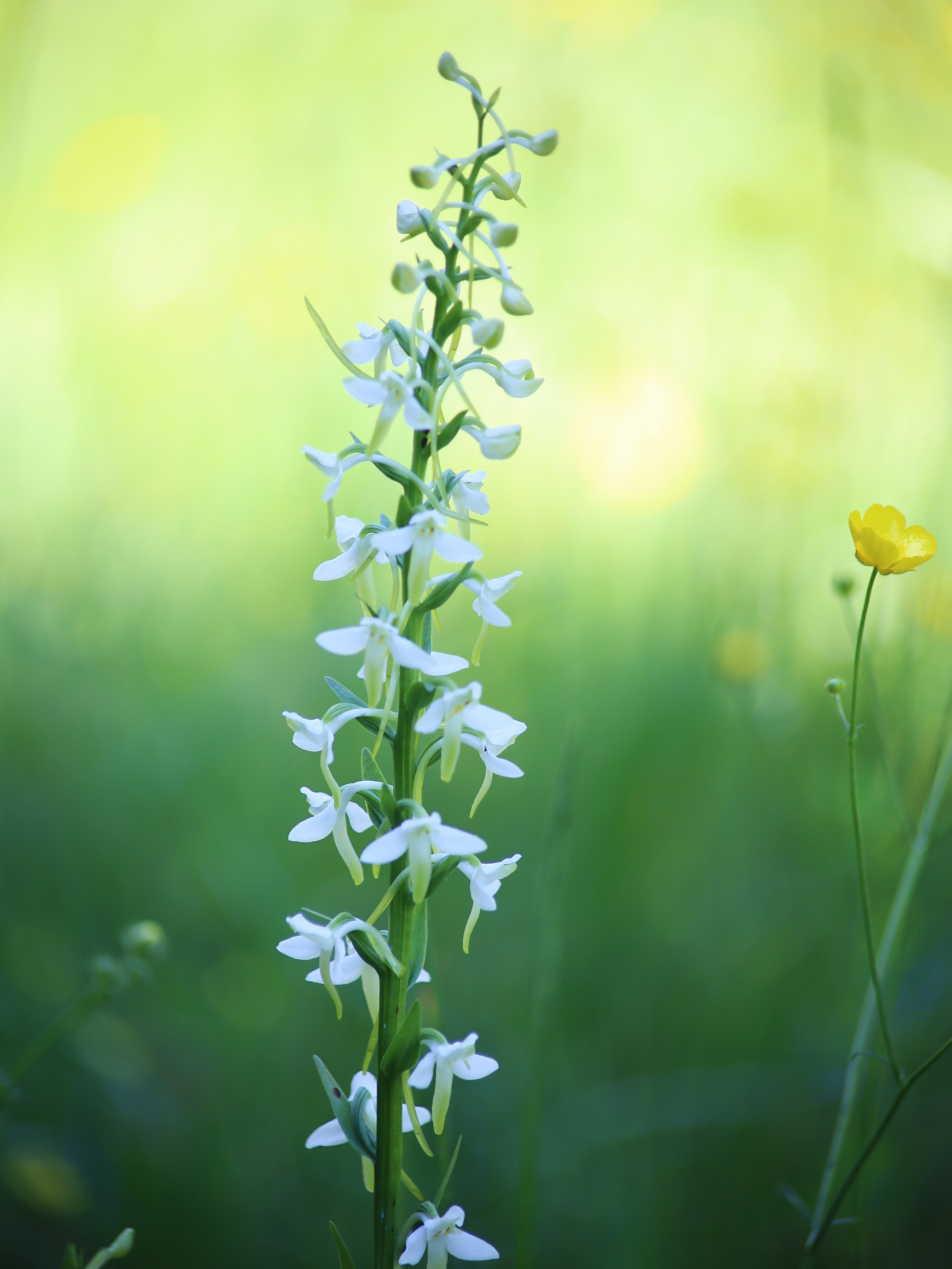 Platanthera bifolia_koralpe2.jpg