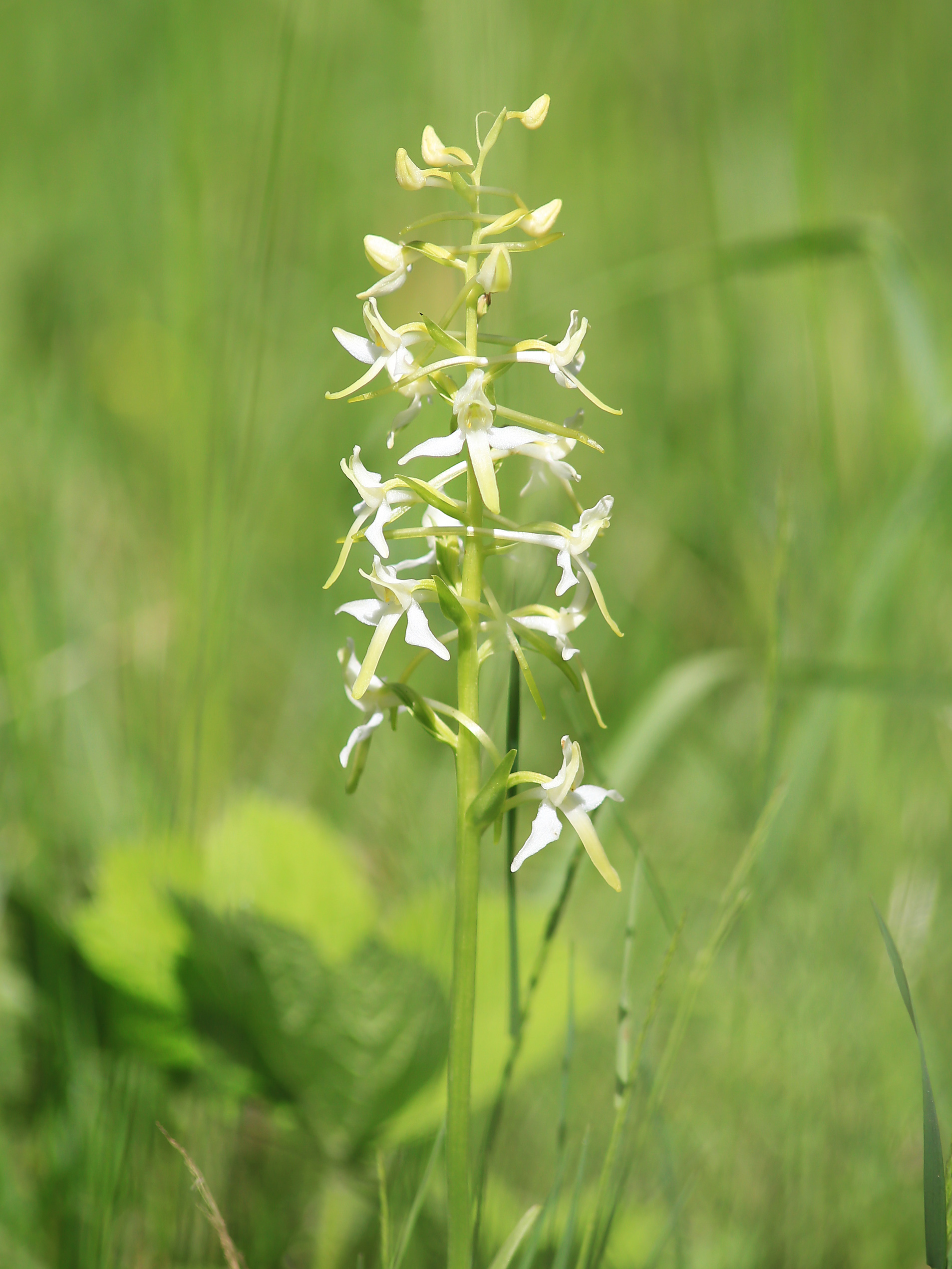 Platanthera bifolia_koralpe.jpg