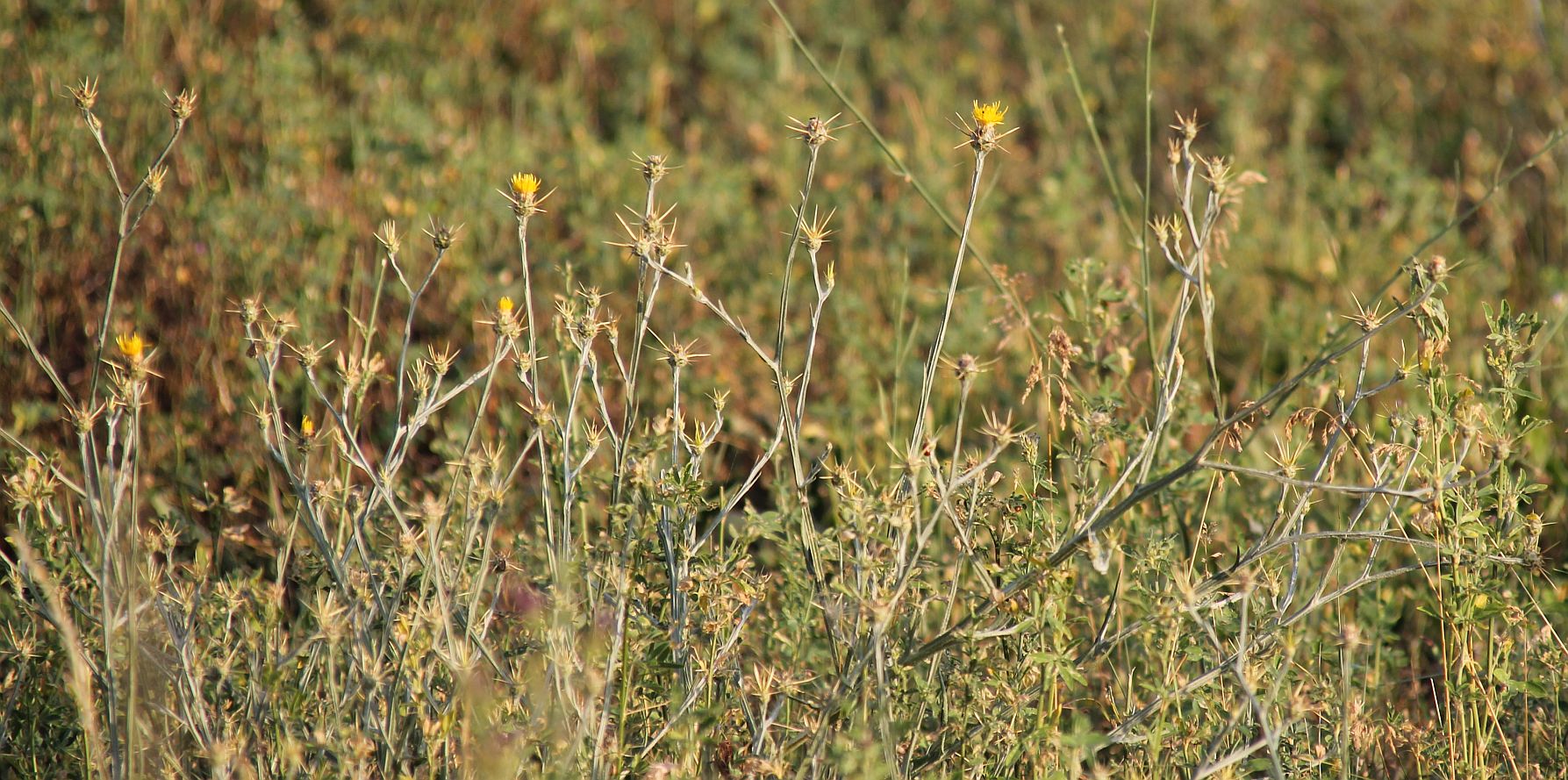 Centaurea solstitialis Tribuswinkel_20190701_05.jpg