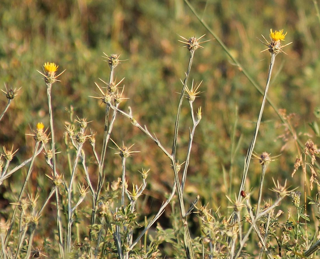 Centaurea solstitialis Tribuswinkel_20190701_09.jpg