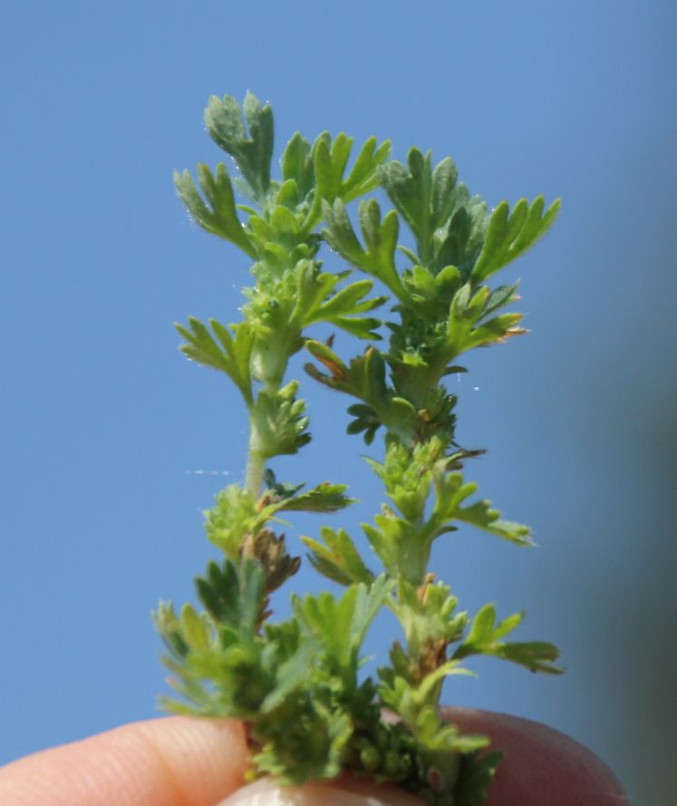 Aphanes arvensis Tattendorfer Siedlung_20190605_05.jpg