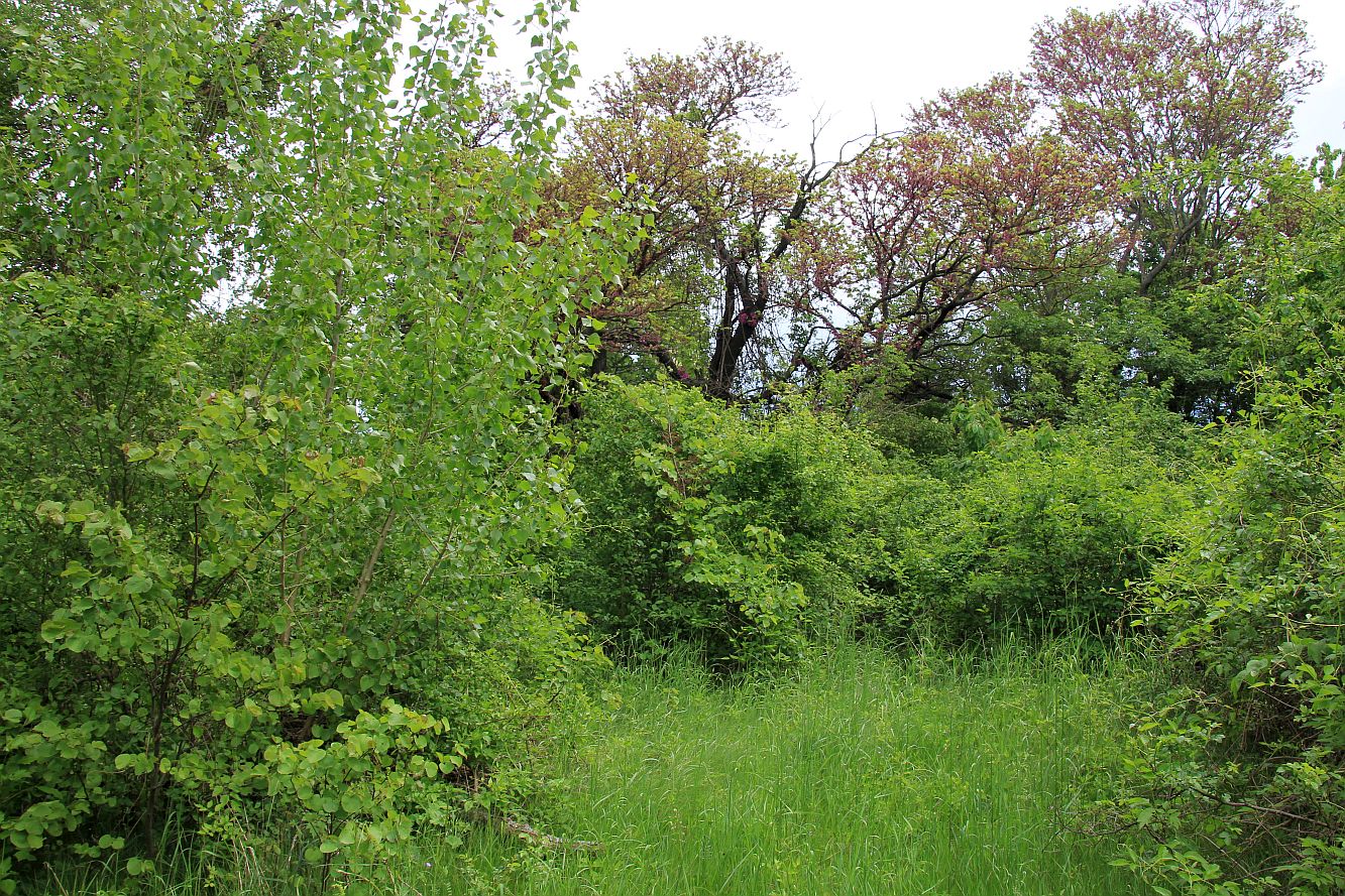 Cercis siliquastrum OELW-Teichrand Traiskirchen_20190511_01.jpg