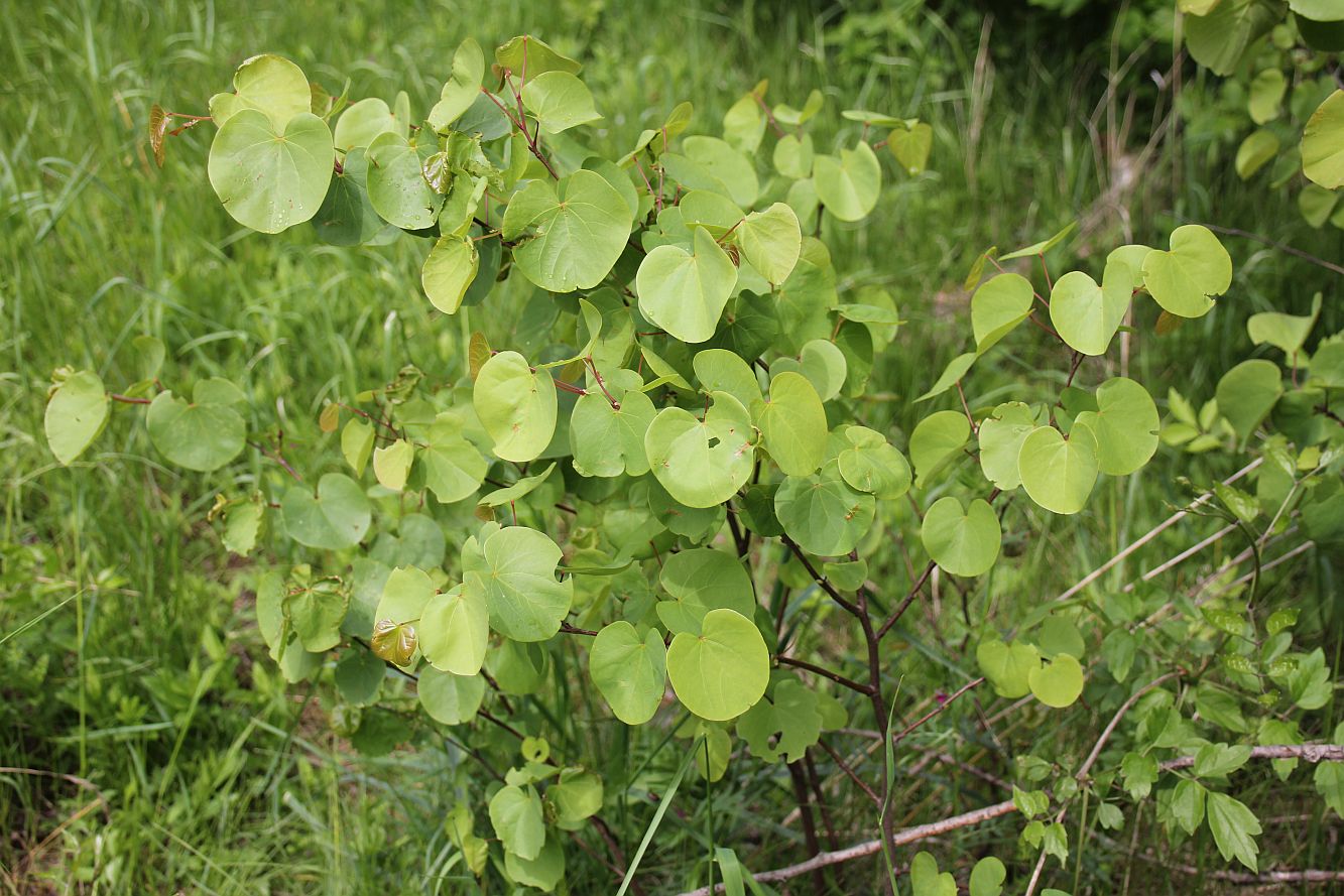 Cercis siliquastrum OELW-Teichrand Traiskirchen_20190511_09.jpg