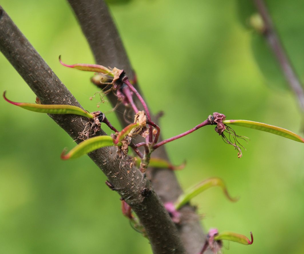 Cercis siliquastrum OELW-Teichrand Traiskirchen_20190511_12.jpg