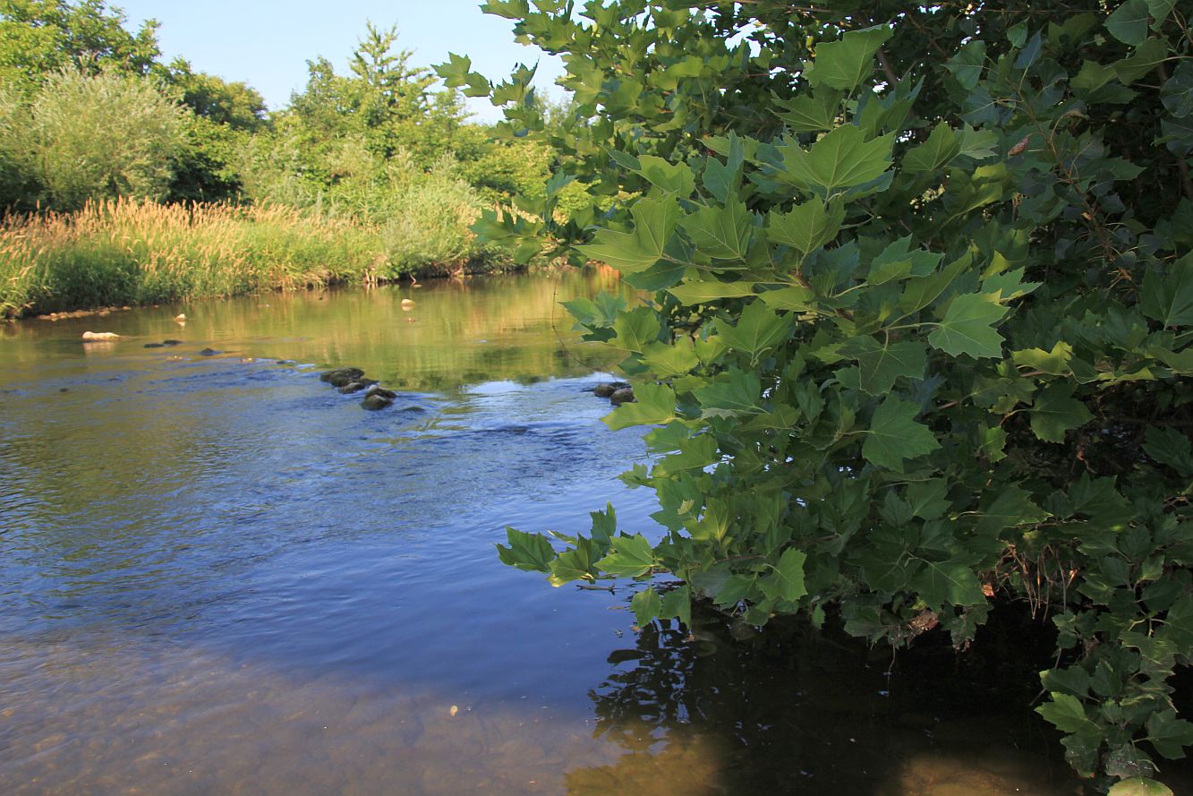 Platanus xhispanica Schwechat Tribuswinkel_20190701_02.jpg