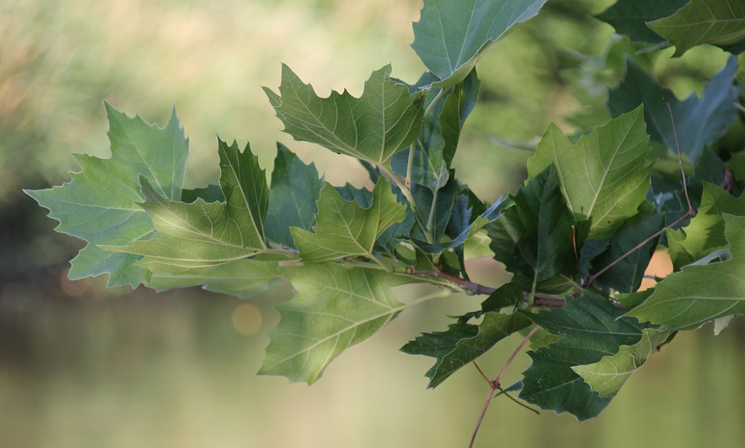 Platanus xhispanica Schwechat Tribuswinkel_20190701_04.jpg
