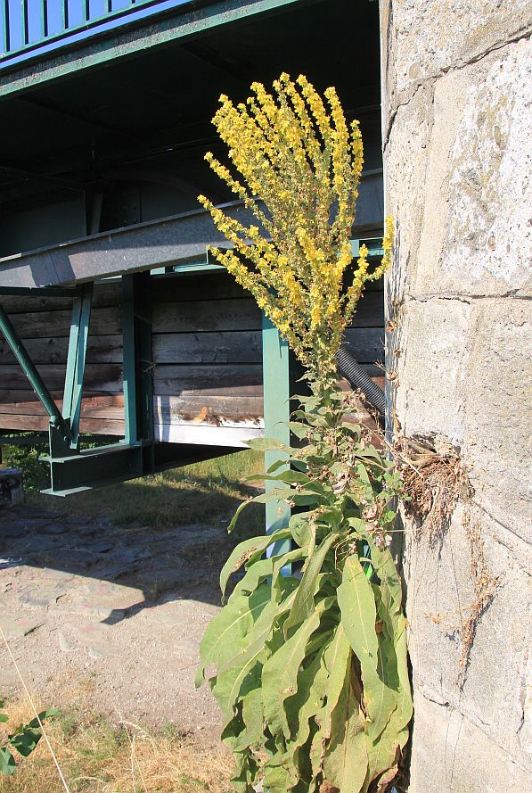 Verbascum speciosum Schwechat Tribuswinkel_20190701_38.jpg