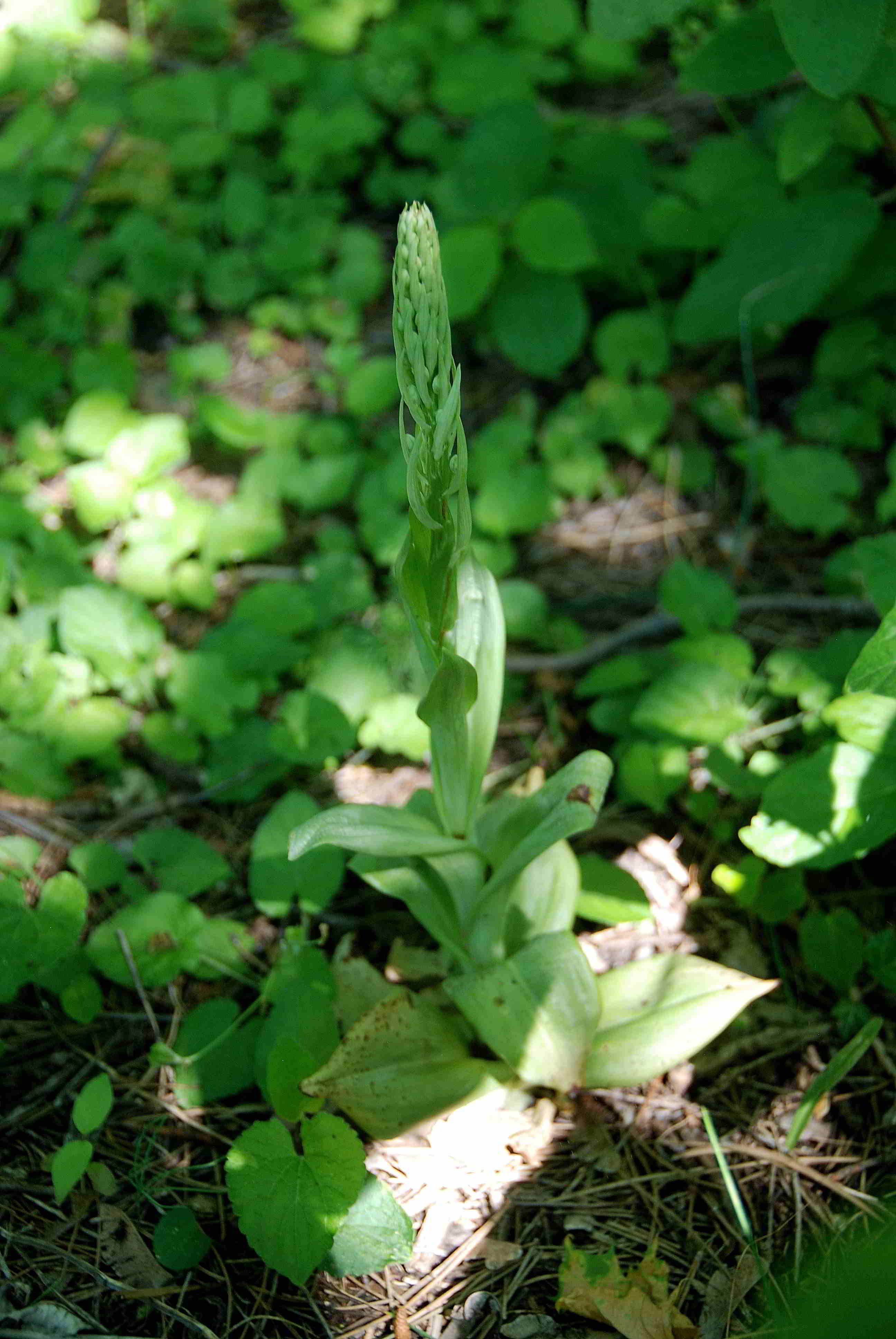 Perchtoldsdorf-Hochberg-27052017-(3)-Himantoglossum adriaticum.JPG