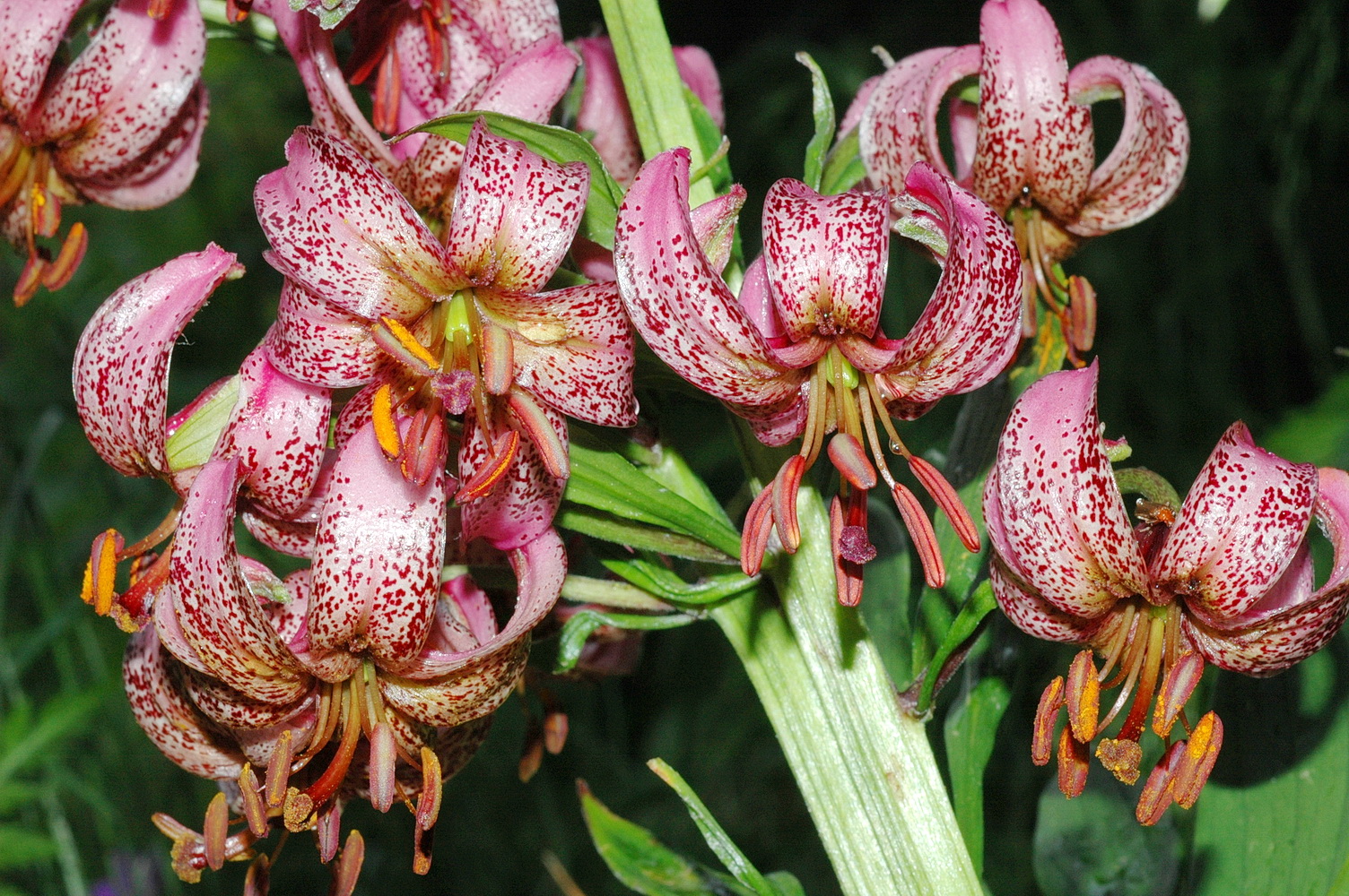 Lilium.martagon.verbändert.T-Lucknerhüt.WK.jpg