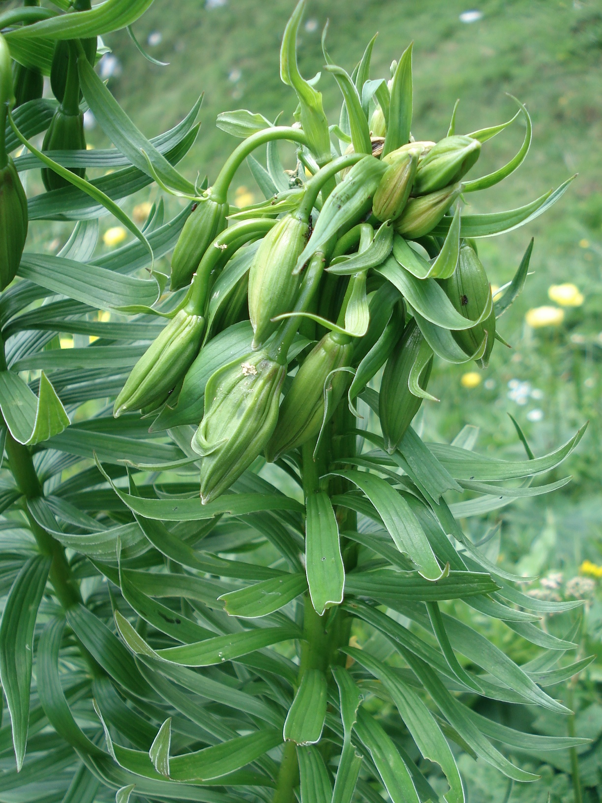 Lilium.carniolicum.Mont. Verzegnis. Karnische.Alpen.jpg