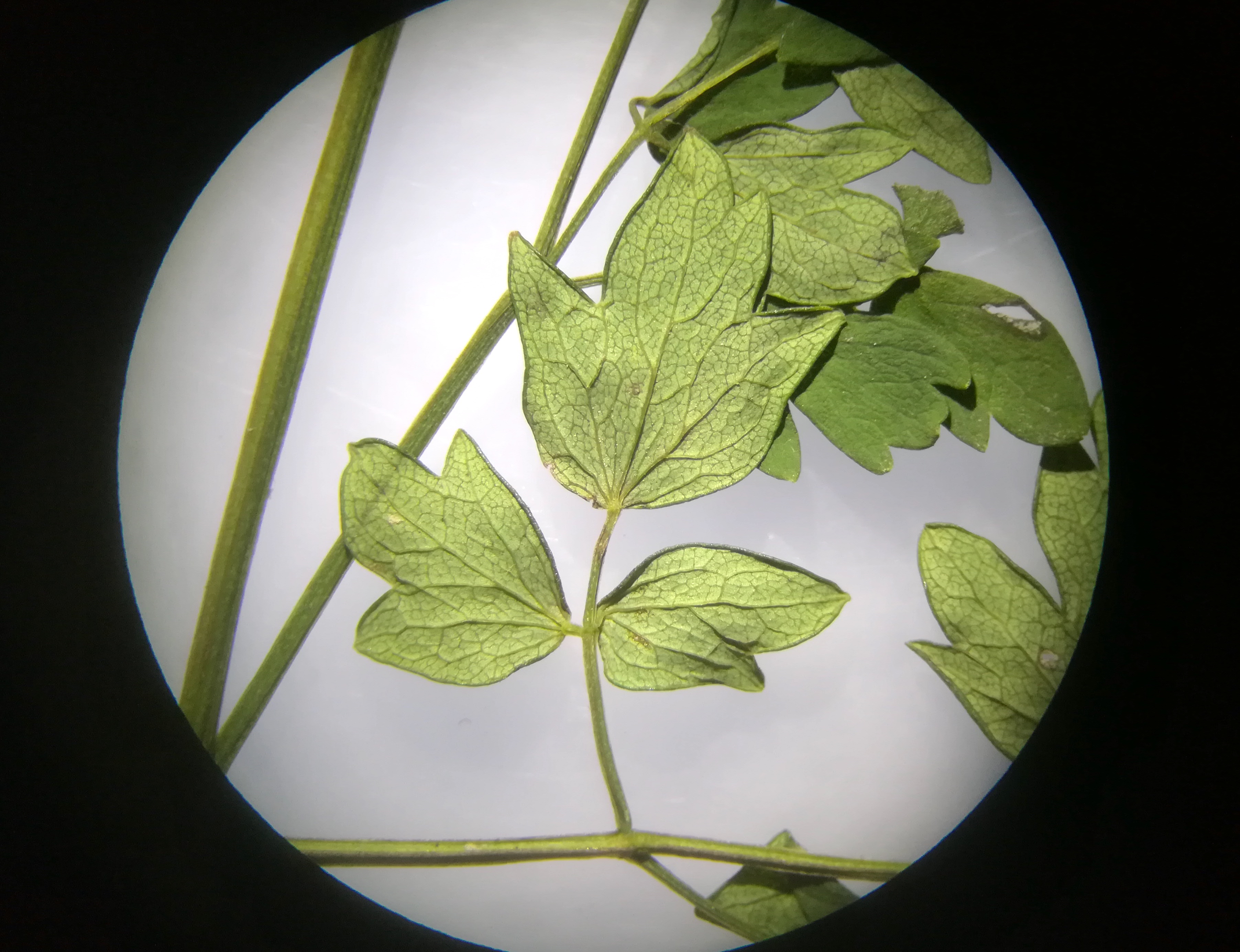 thalictrum minus herbarbeleg haslau_20190703_214907.jpg