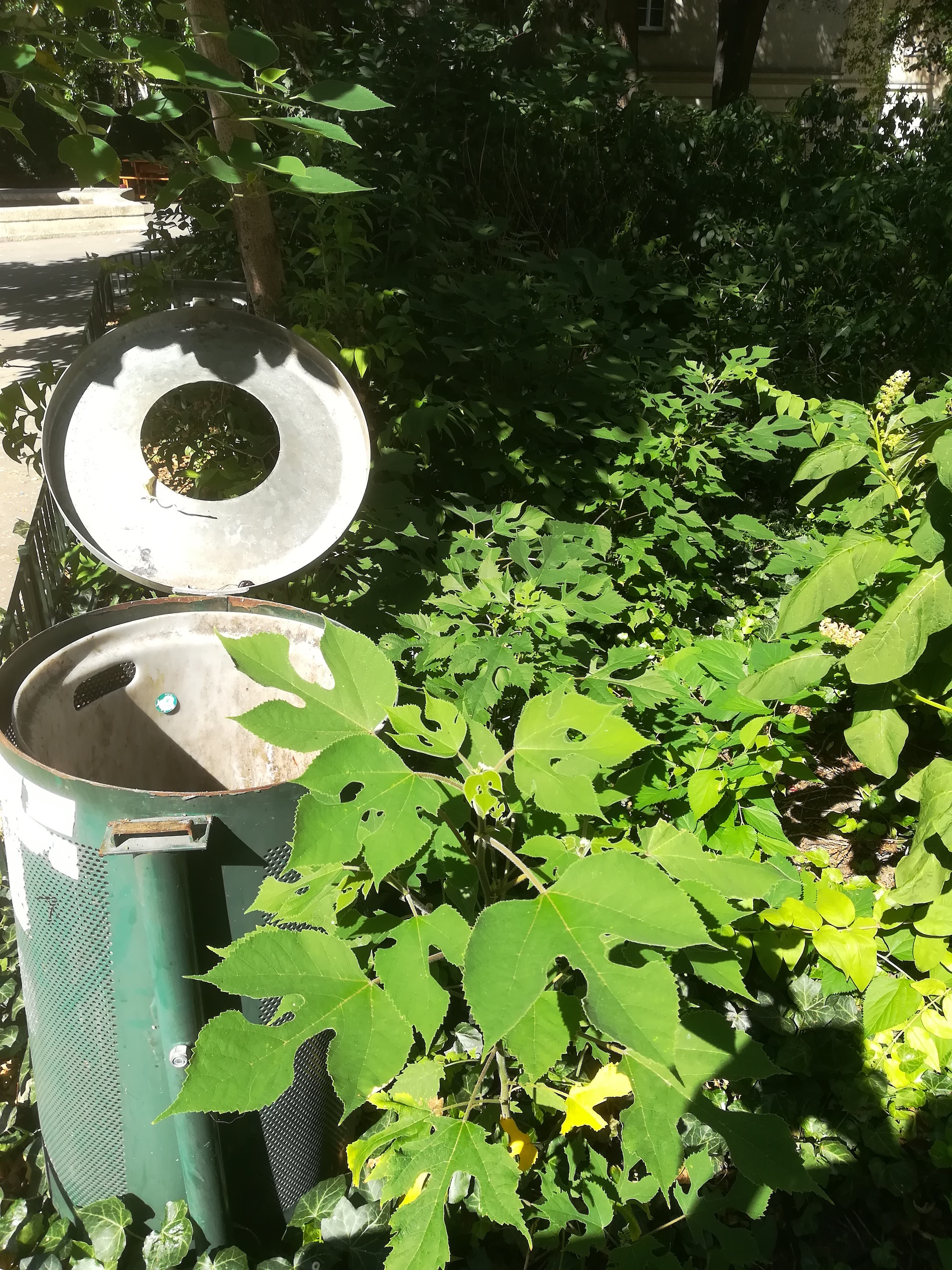 broussonetia papyrifera_Kolschitzkygasse 9-13 innenhof 20190704_095157 2.jpg