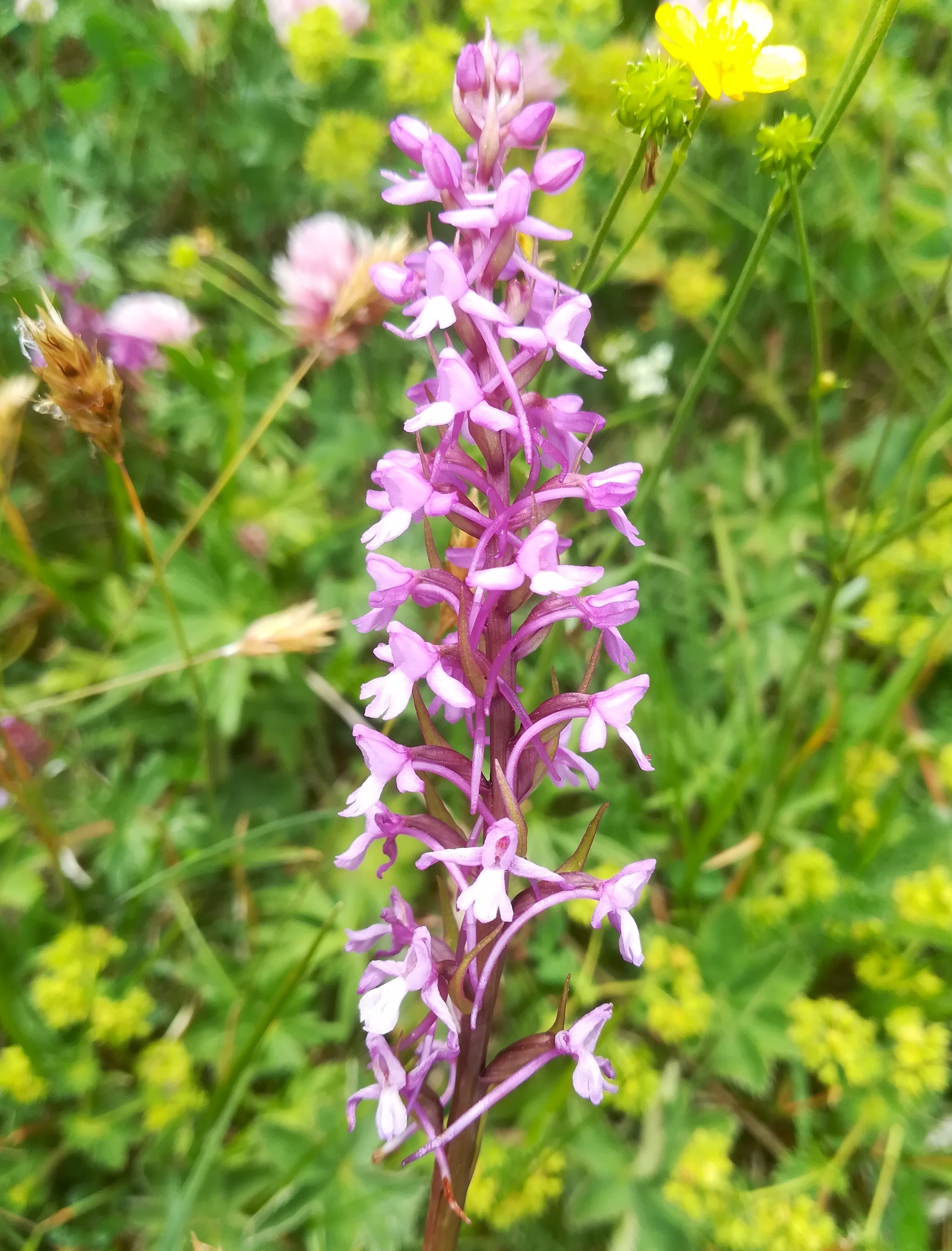 gymnadenia conopsea (s. lat.) rax bergstation - otto-haus_20190705_131817.jpg