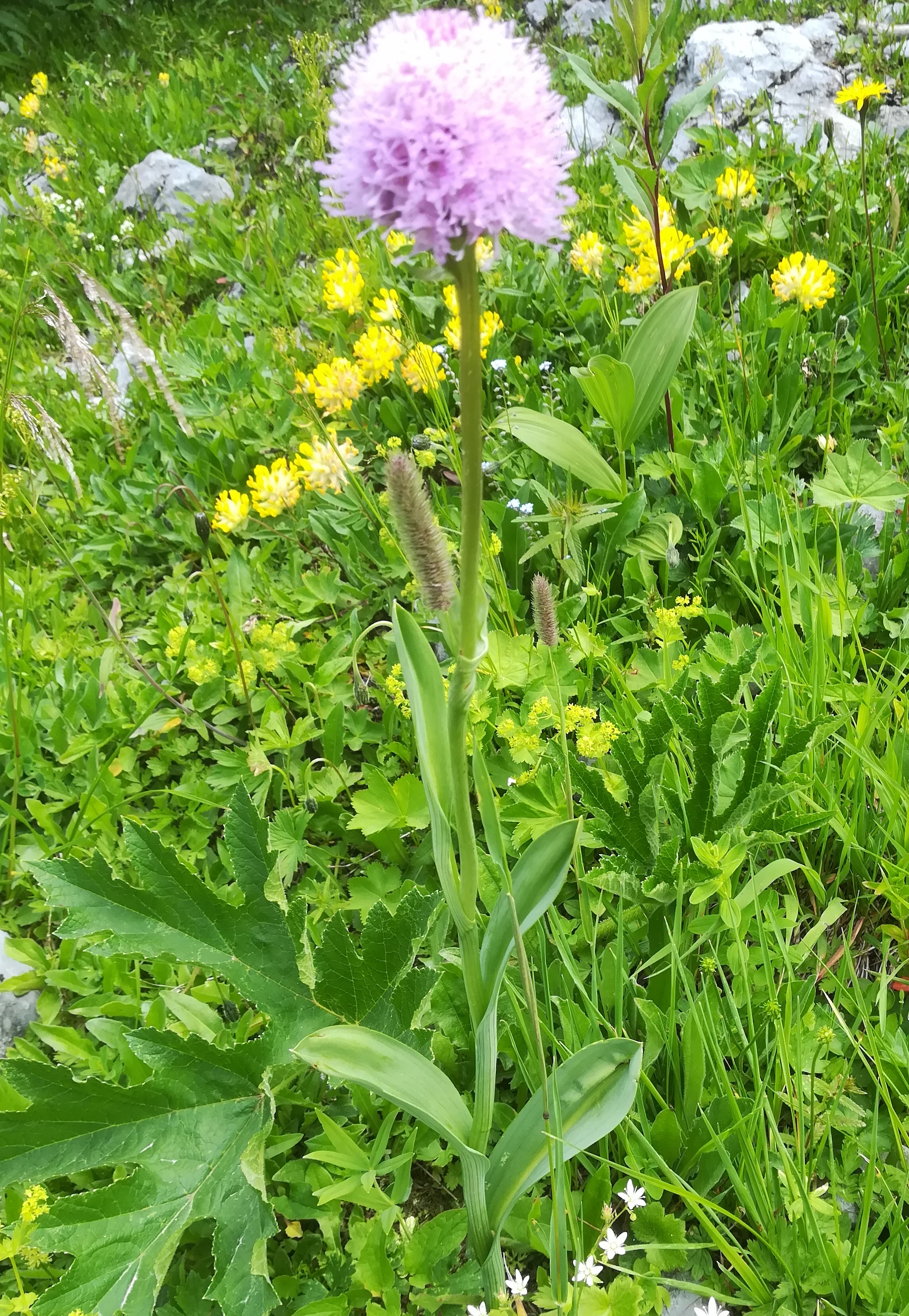 traunsteinera globosa rax bergstation - otto-haus_20190705_135323.jpg