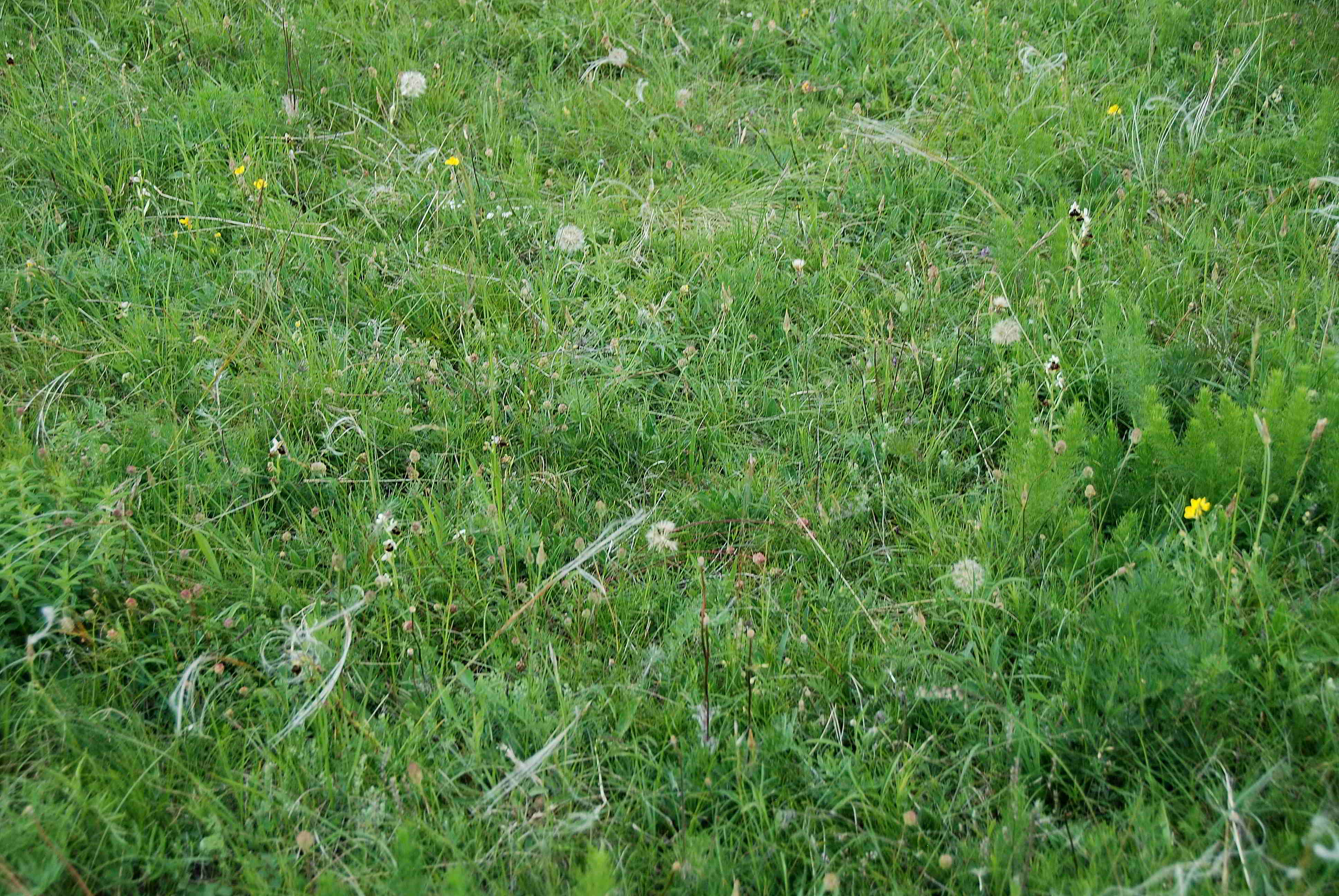 Perchtoldsdorf-Heide-kleine Heide-27052017-(5)-Ophrys holoserica-Hummelragwurz.JPG