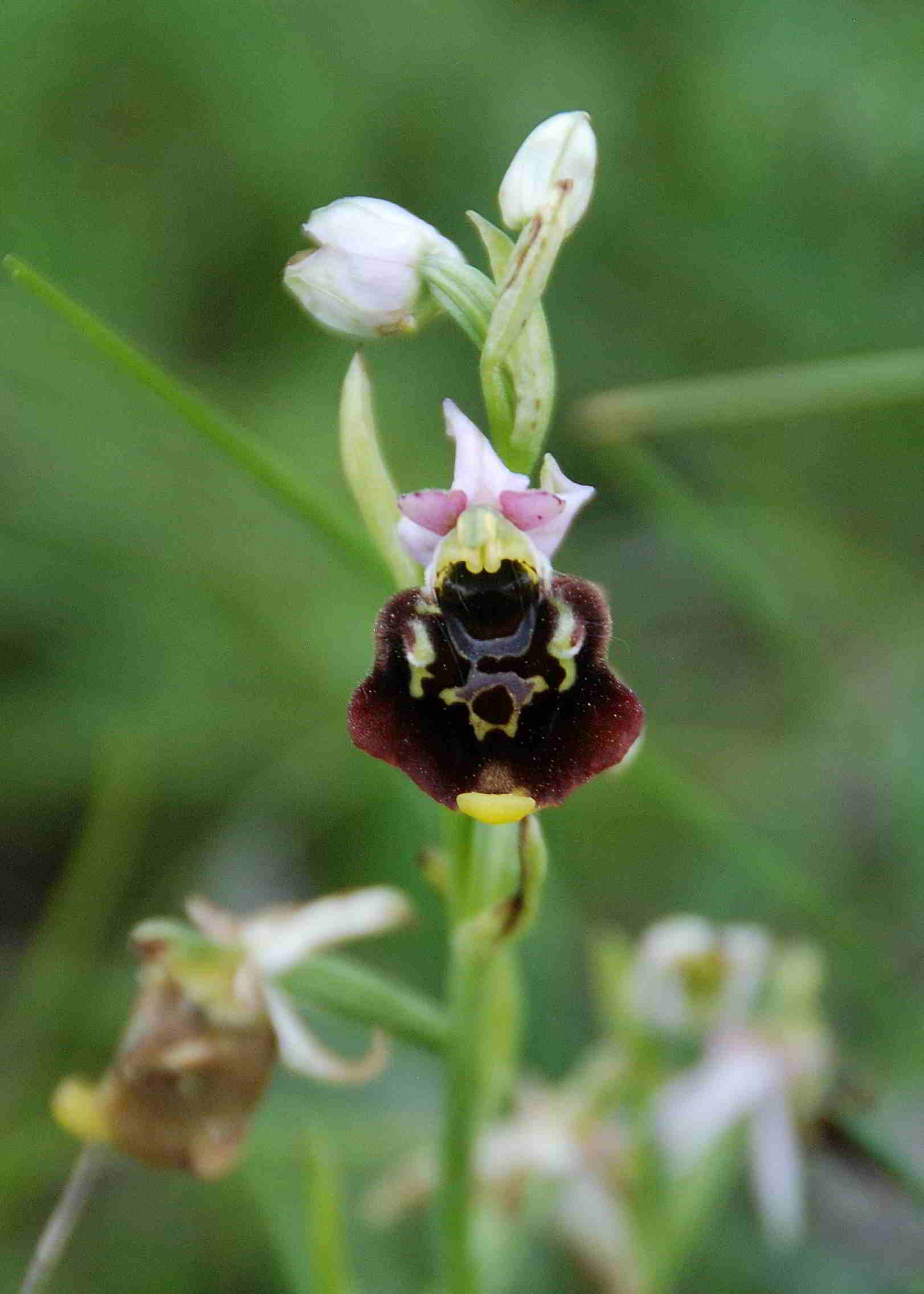 Perchtoldsdorf-Heide-kleine Heide-27052017-(9)-Ophrys holoserica-Hummelragwurz.JPG