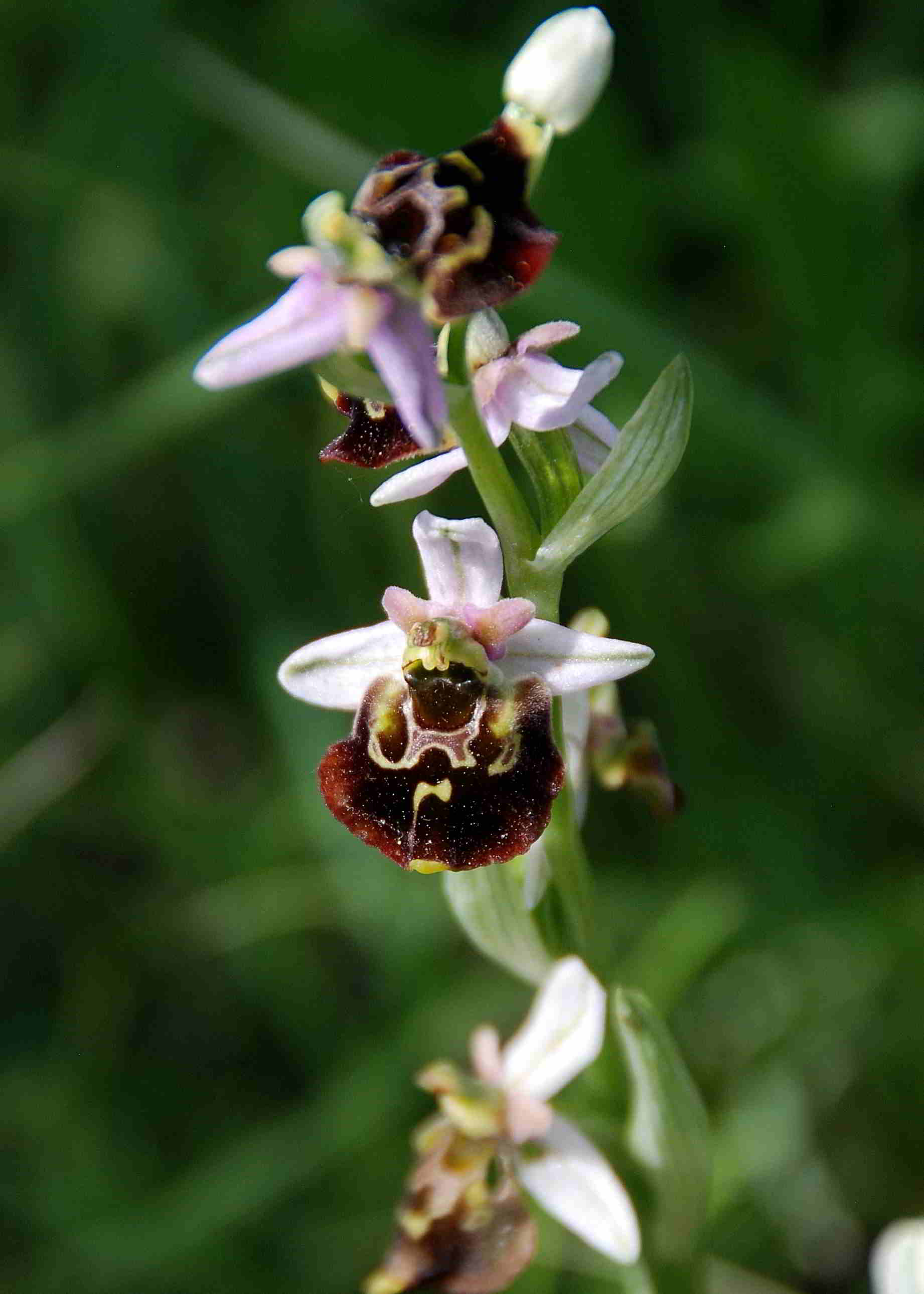 Perchtoldsdorf-Heide-kleine Heide-27052017-(22)-Ophrys holoserica-Hummelragwurz.JPG
