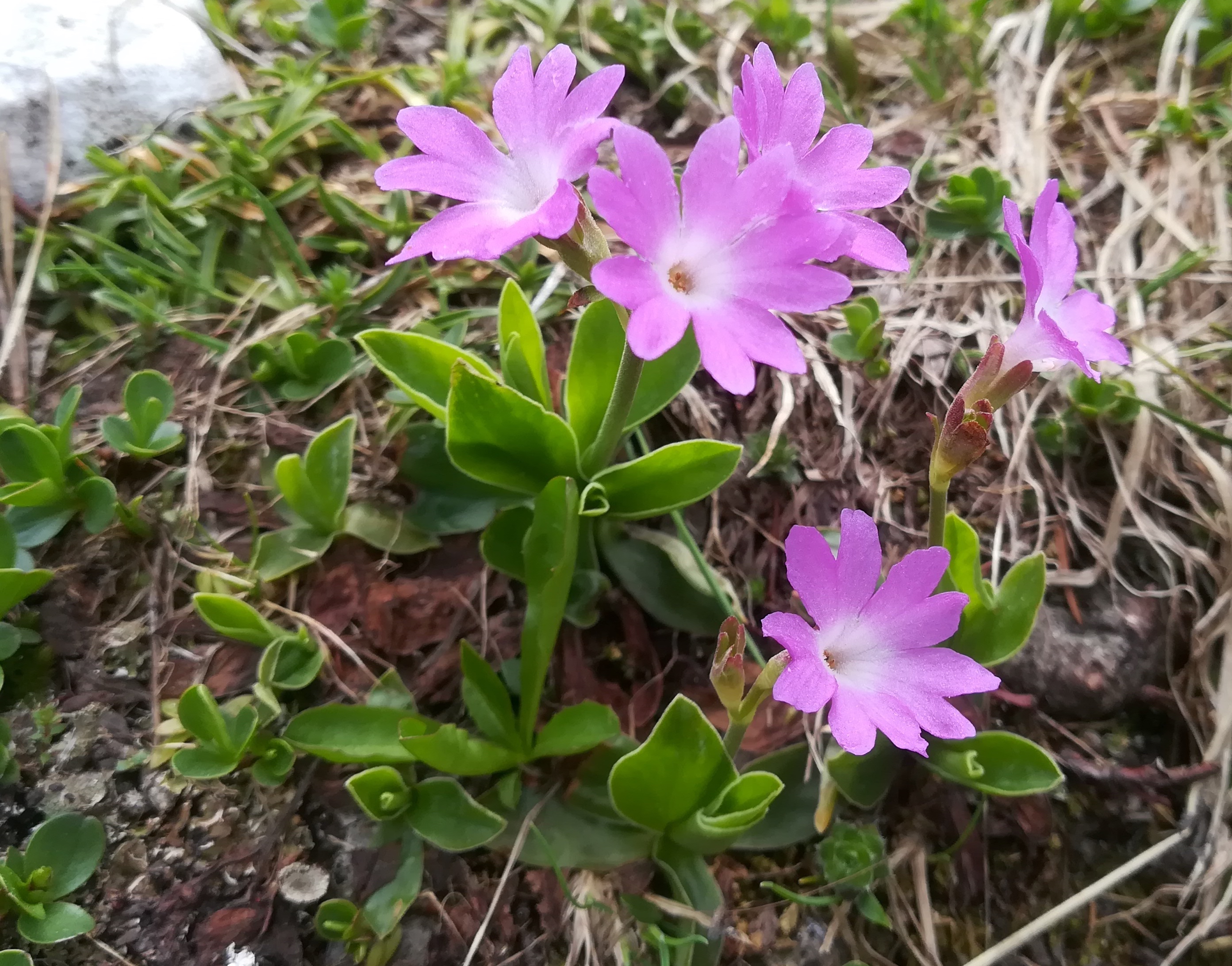 primula clusiana rax schneetälchen W otto-haus_20190705_114612.jpg