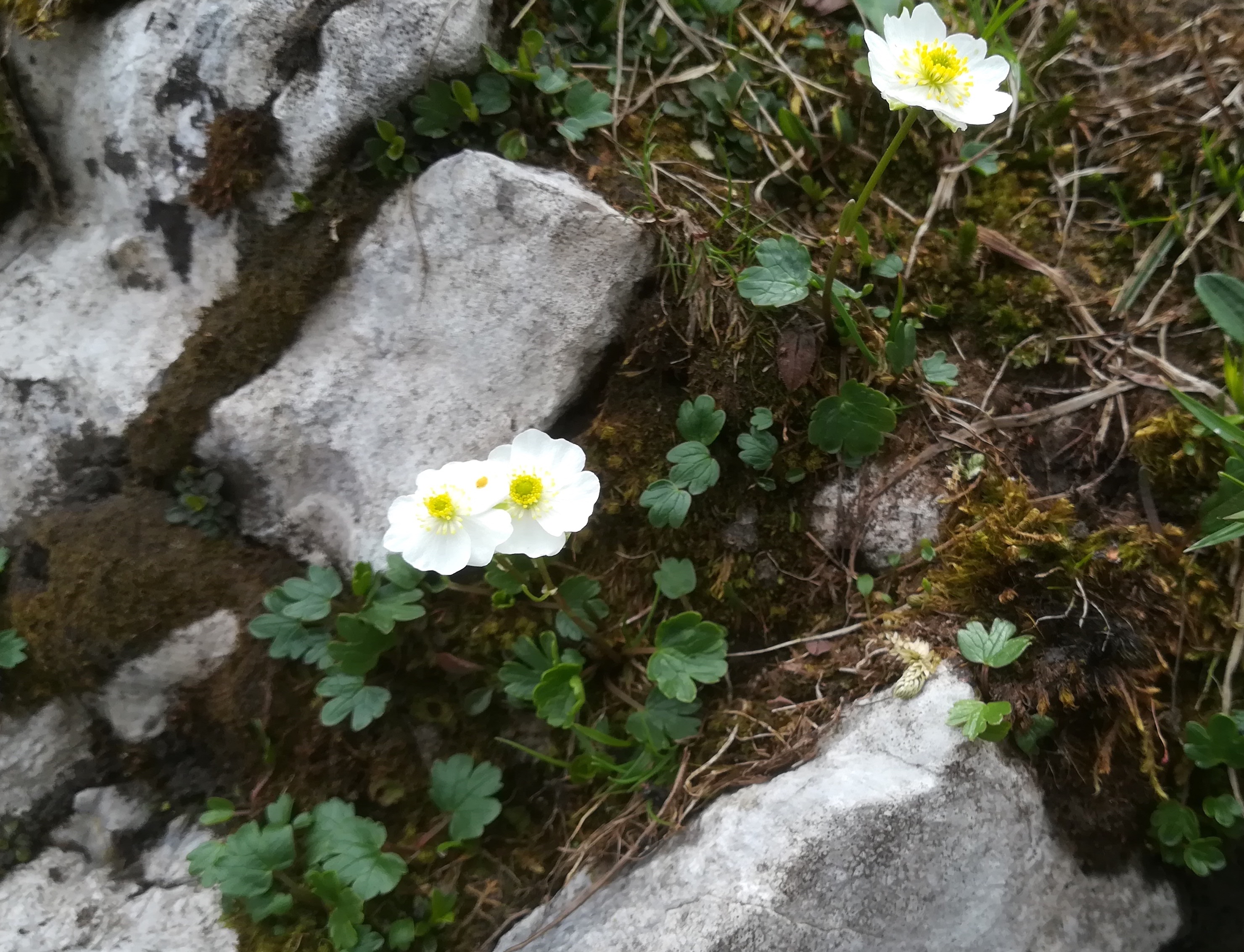 ranunculus alpestris rax schneetälchen W otto-haus_20190705_114530.jpg