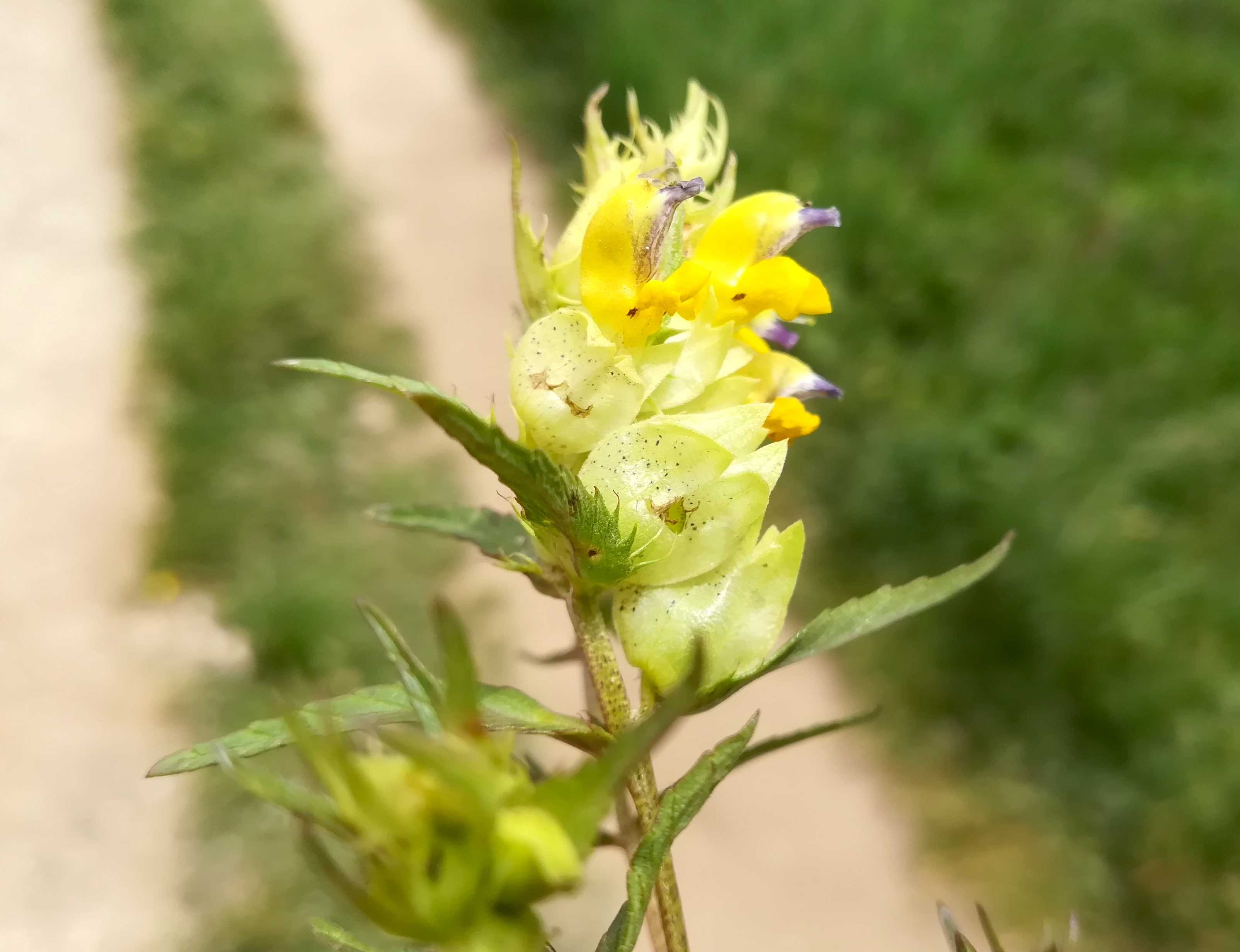 rhinanthus glacialis rax bergstation - otto-haus_20190705_134543.jpg