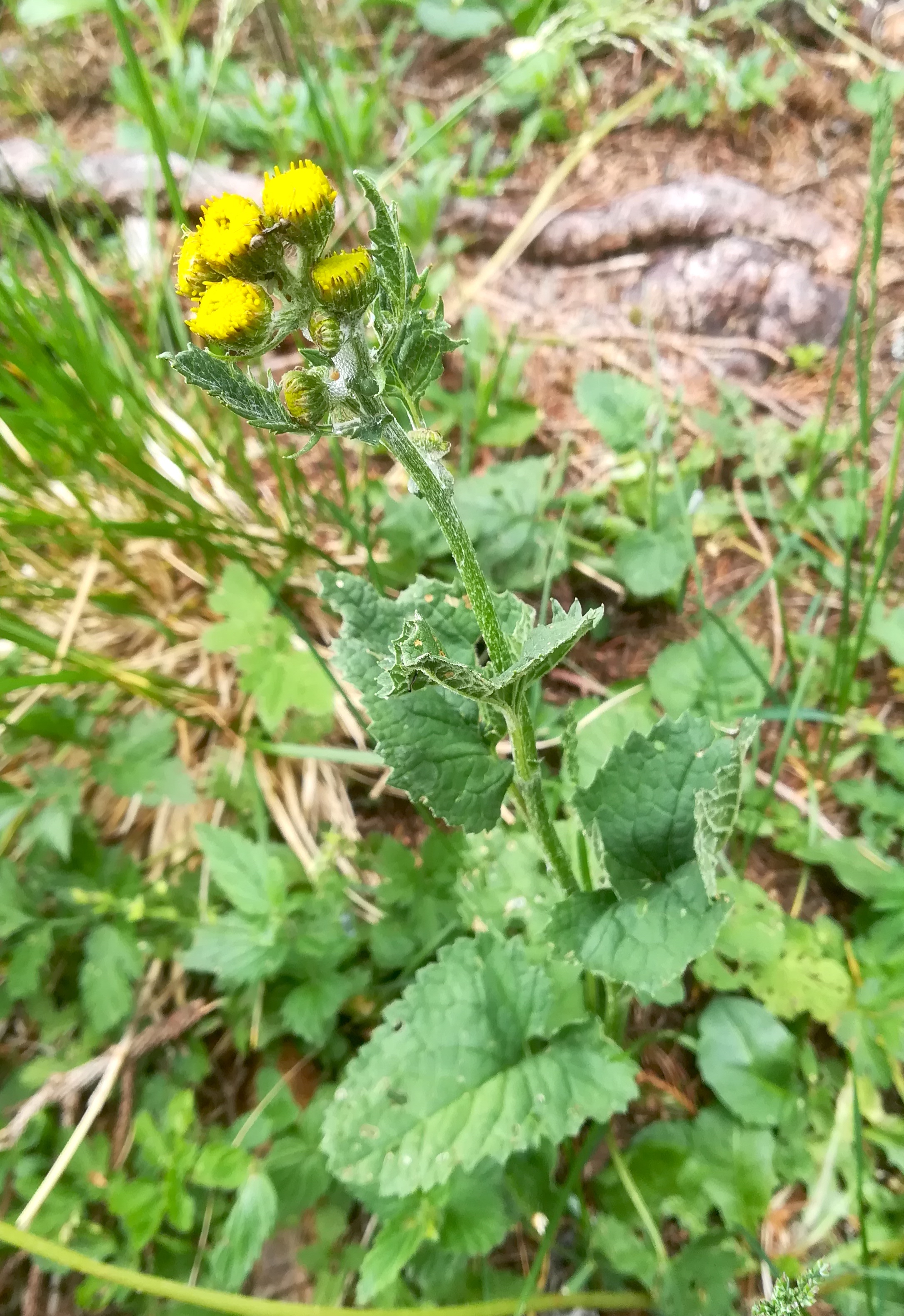 senecio subalpinus rax bergstation - otto-haus_20190705_101123.jpg