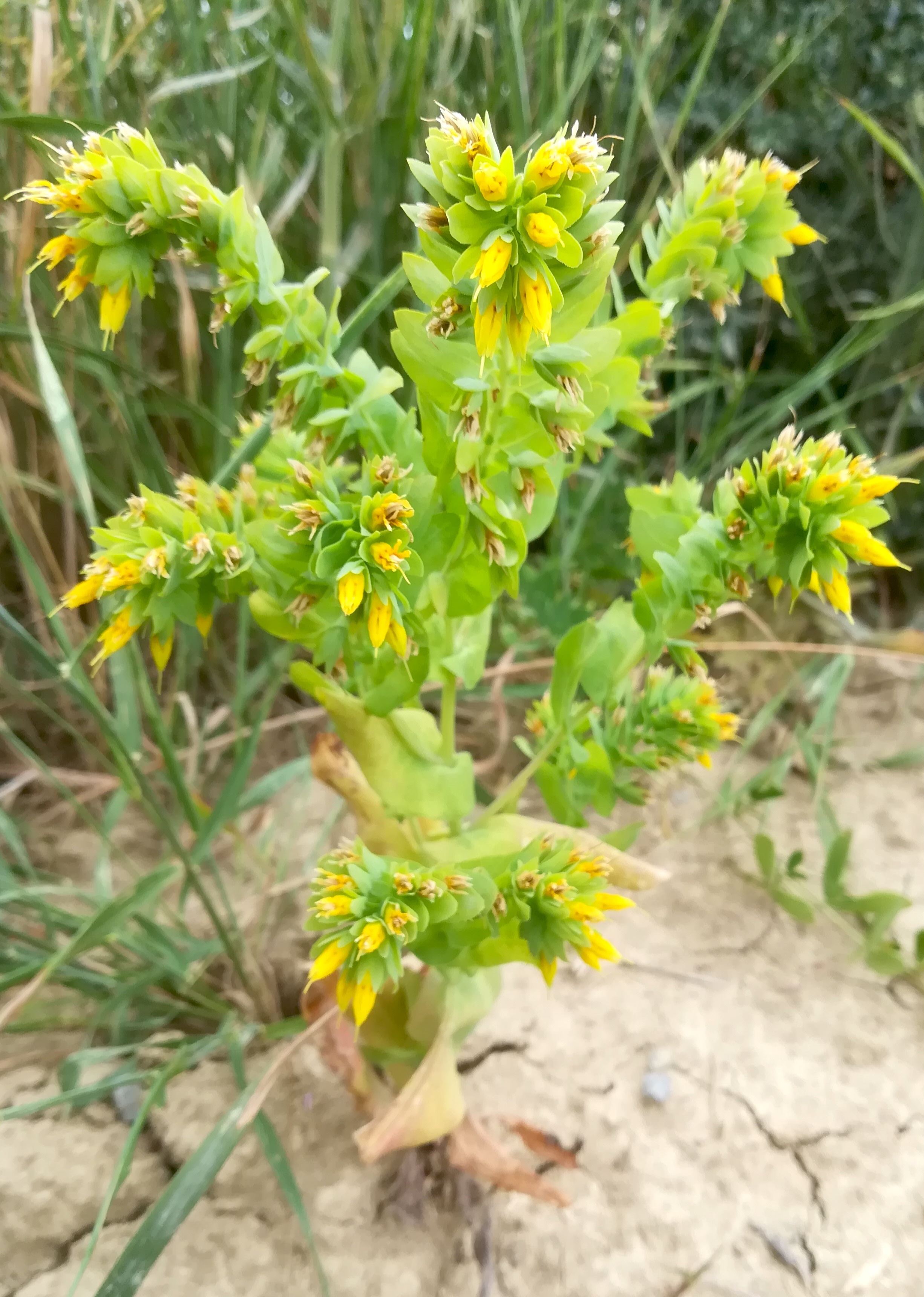 cerinthe minor karlsdorf bei enzersdorf a. d. fischa_20190707_085712.jpg