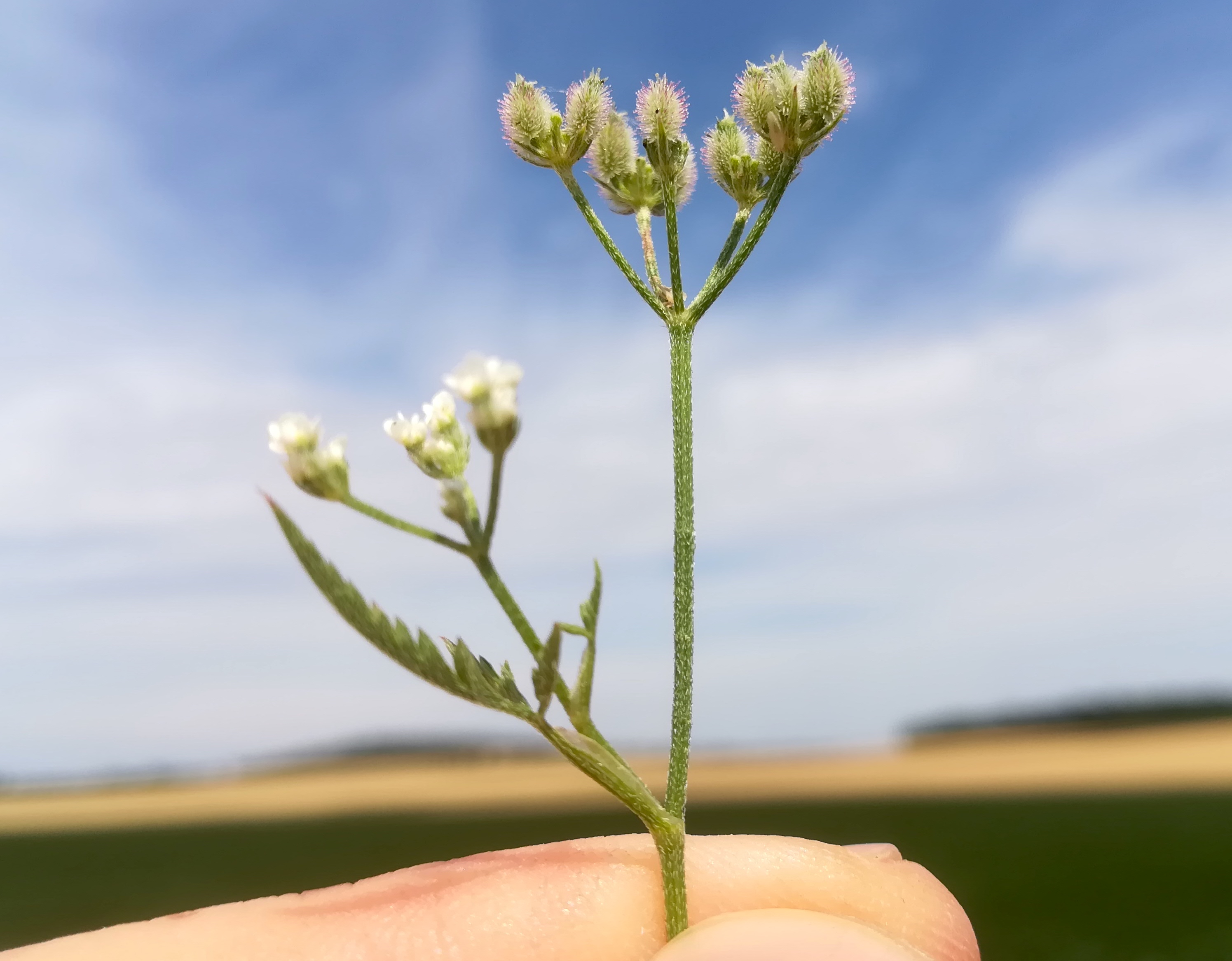 torilis arvensis karlsdorf bei enzersdorf a. d. fischa_20190707_101903.jpg