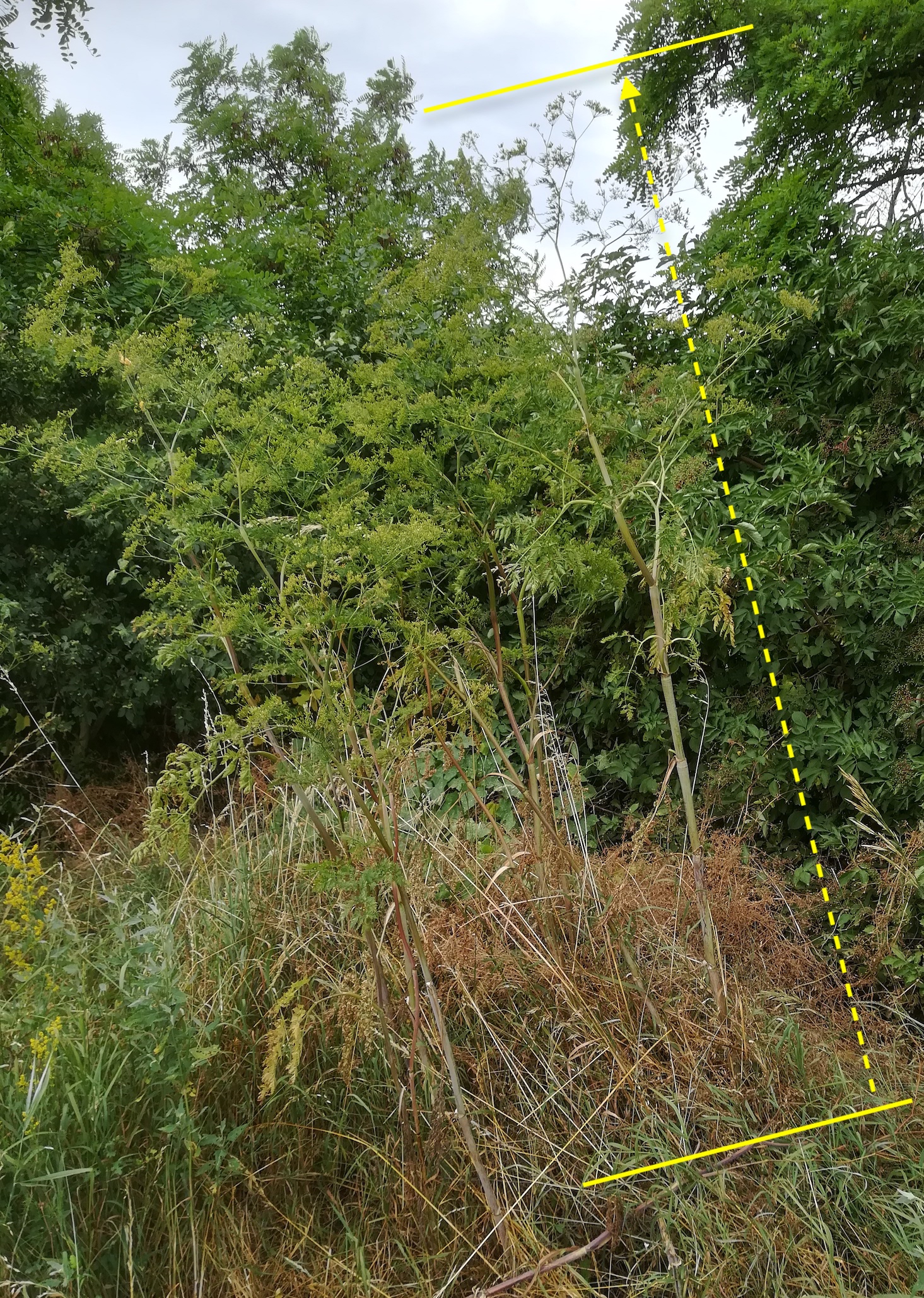 chaerophyllum bulbosum mastwuchs karlsdorf bei enzersdorf a. d. fischa_20190707_091711.jpg