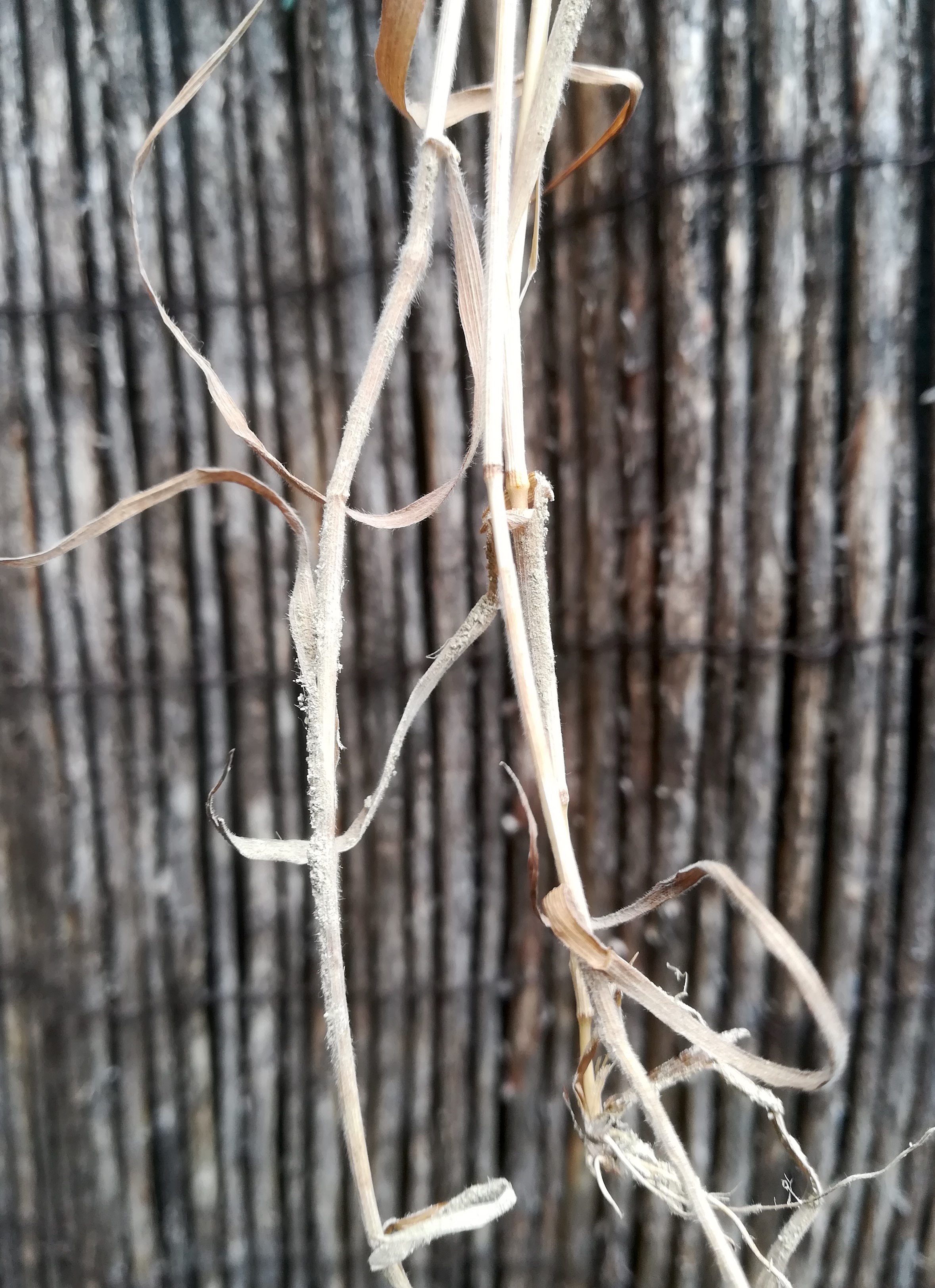 bromus cf. squarrosus karlsdorf bei enzersdorf a. d. fischa_20190707_125416.jpg