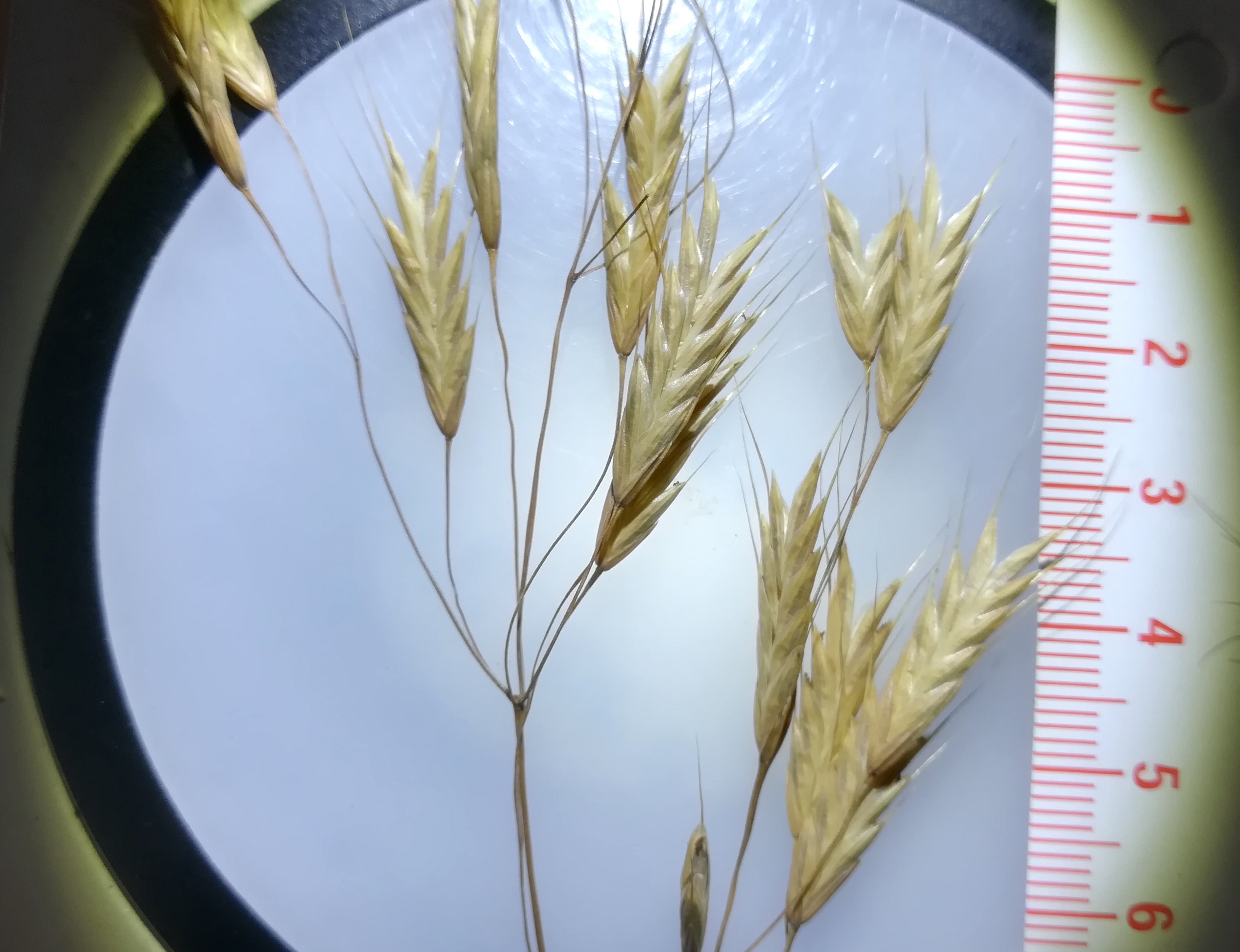 bromus cf. squarrosus karlsdorf bei enzersdorf a. d. fischa_20190707_124553.jpg