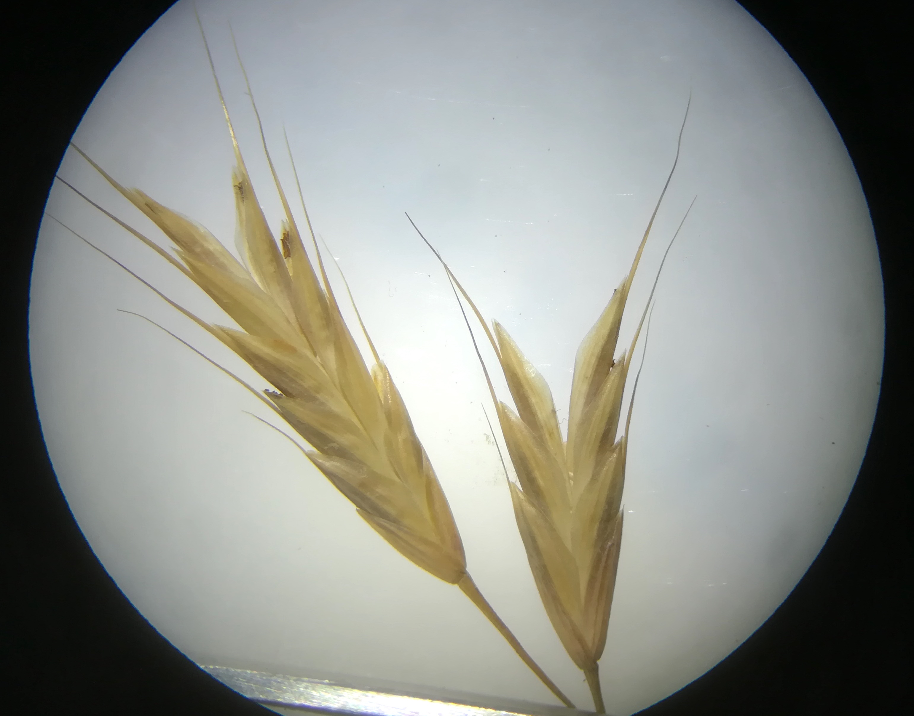 bromus cf. squarrosus karlsdorf bei enzersdorf a. d. fischa_20190707_124713.jpg