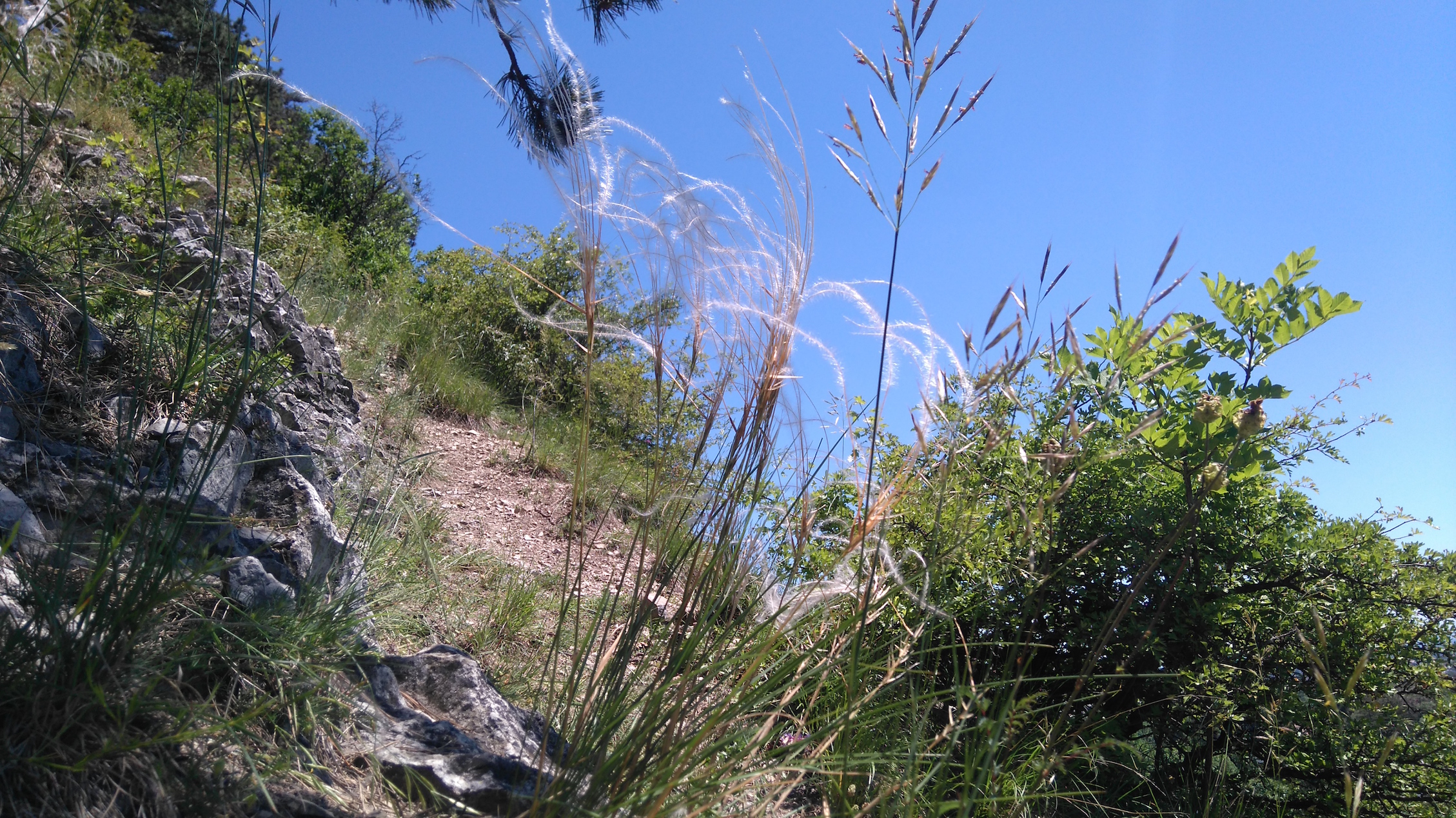 stipa eriocaulis und bromus erectus_8372.JPG