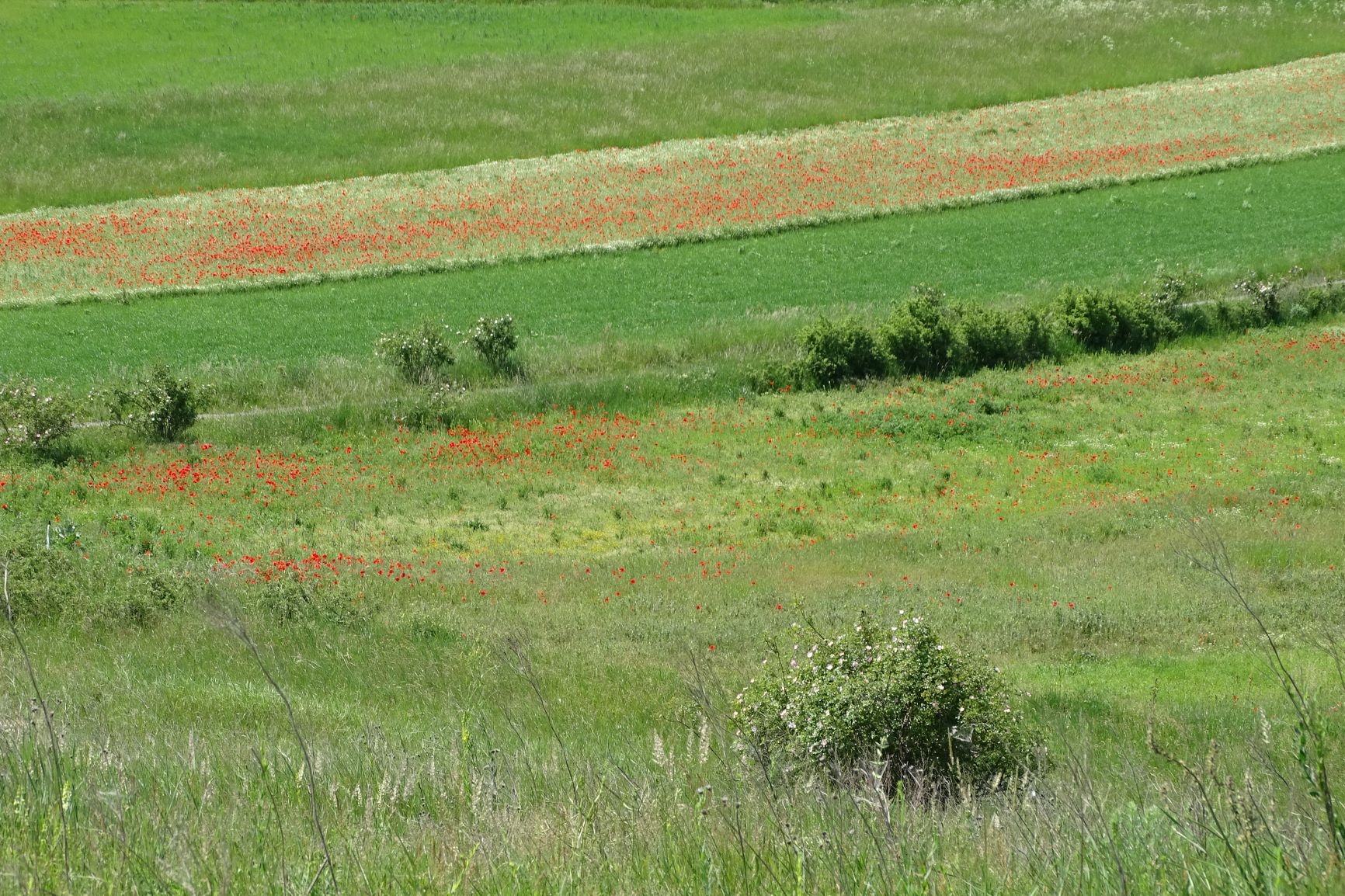 DSC01937_kopie.JPG