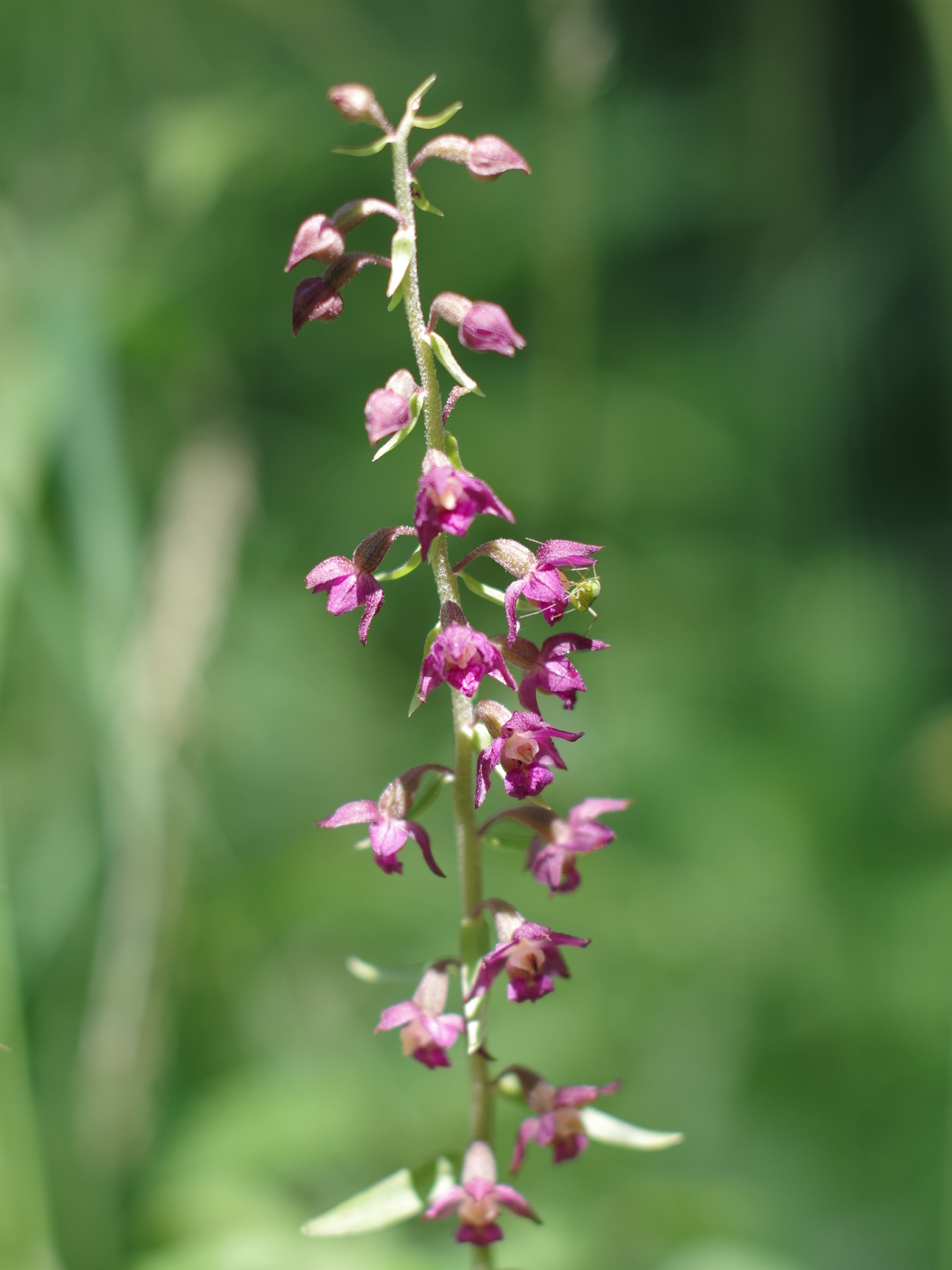 Epipactis atrorubens_sattelberg.JPG