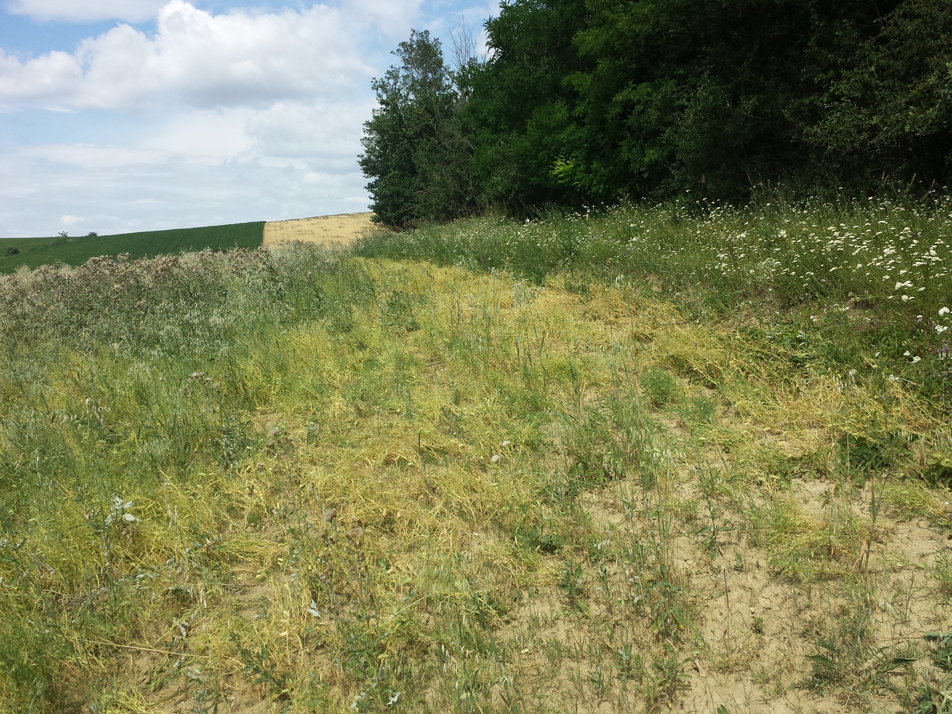 20190707_103357.jpg