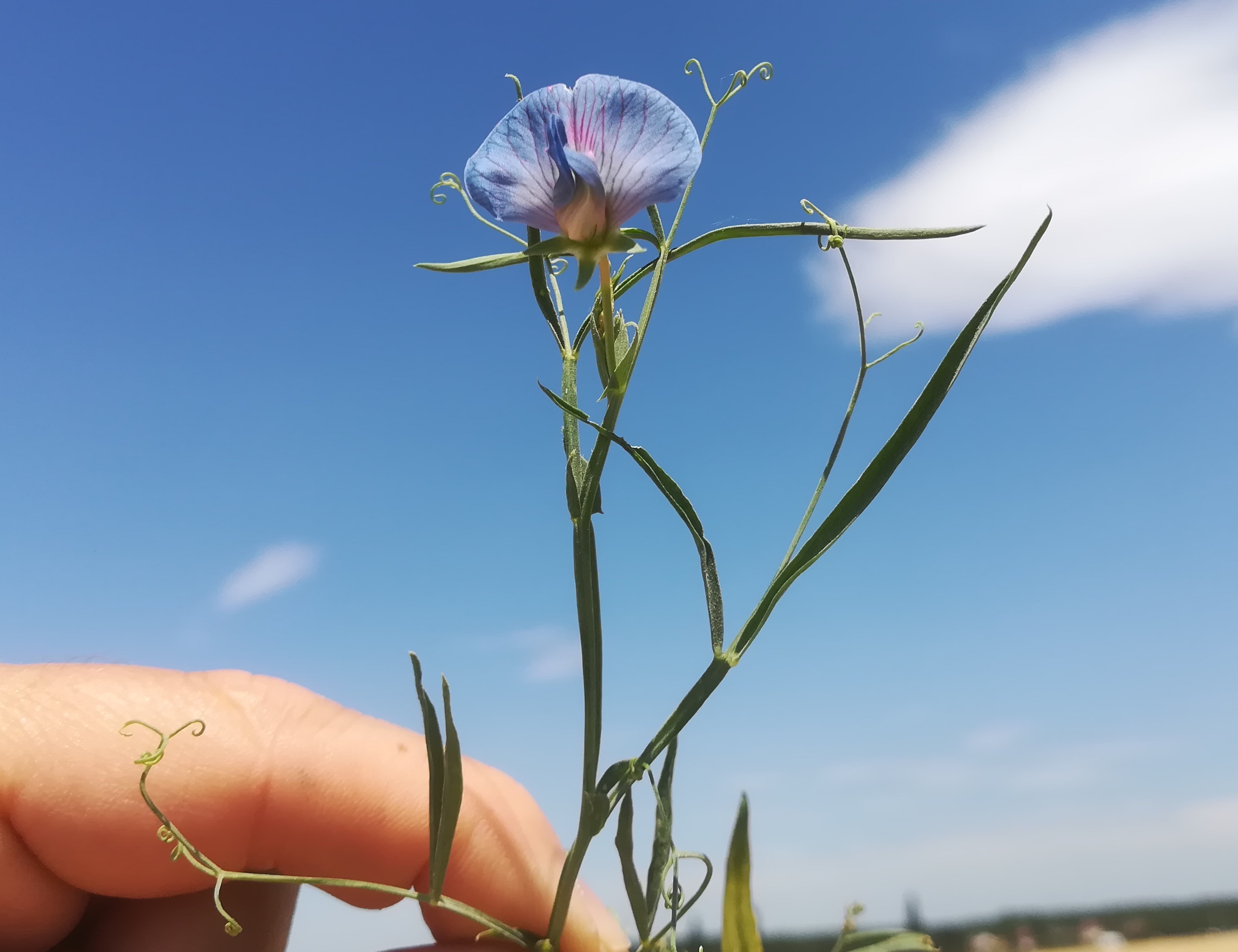 lathyrus sativus maria ellend_20190706_120954.jpg