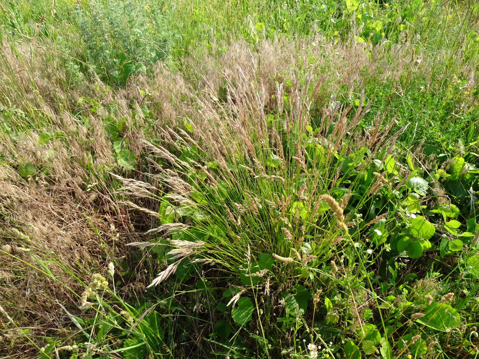 DSC04930_kopie.JPG