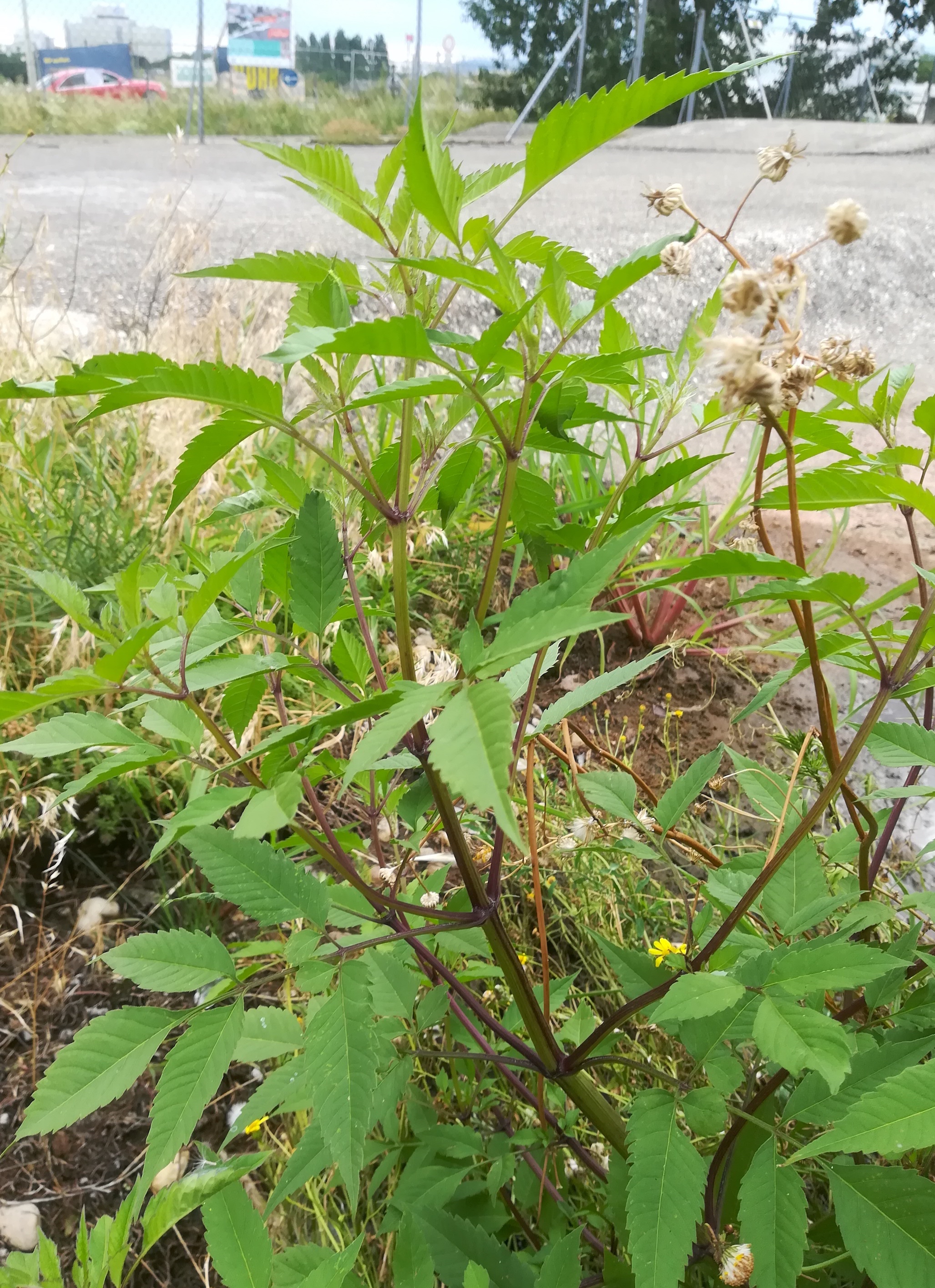 bidens cf. frondosa überdachung A22_20190711_172101 2.jpg