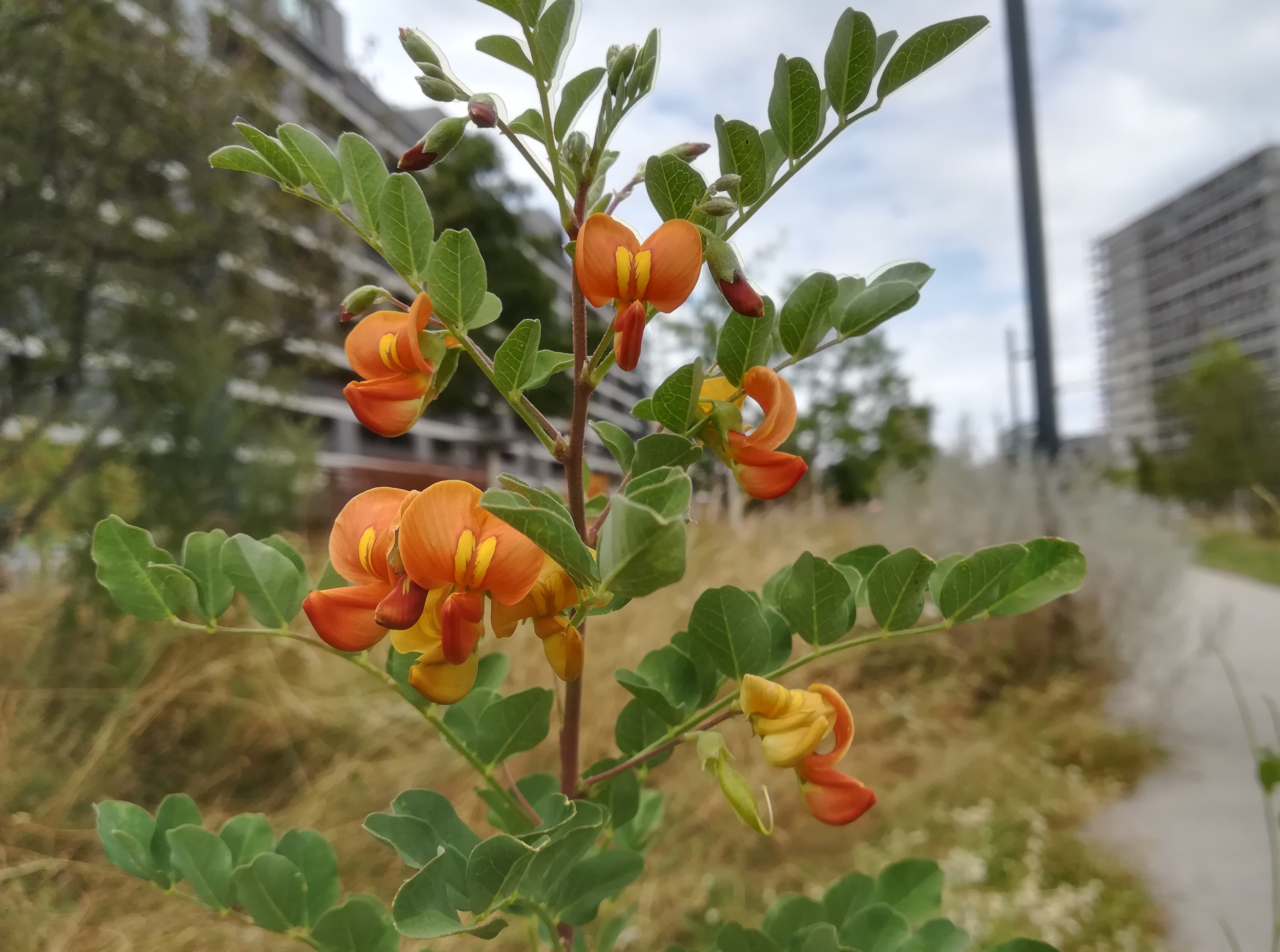 colutea arborescens helmut-zilk-park_20190711_141828 2.jpg