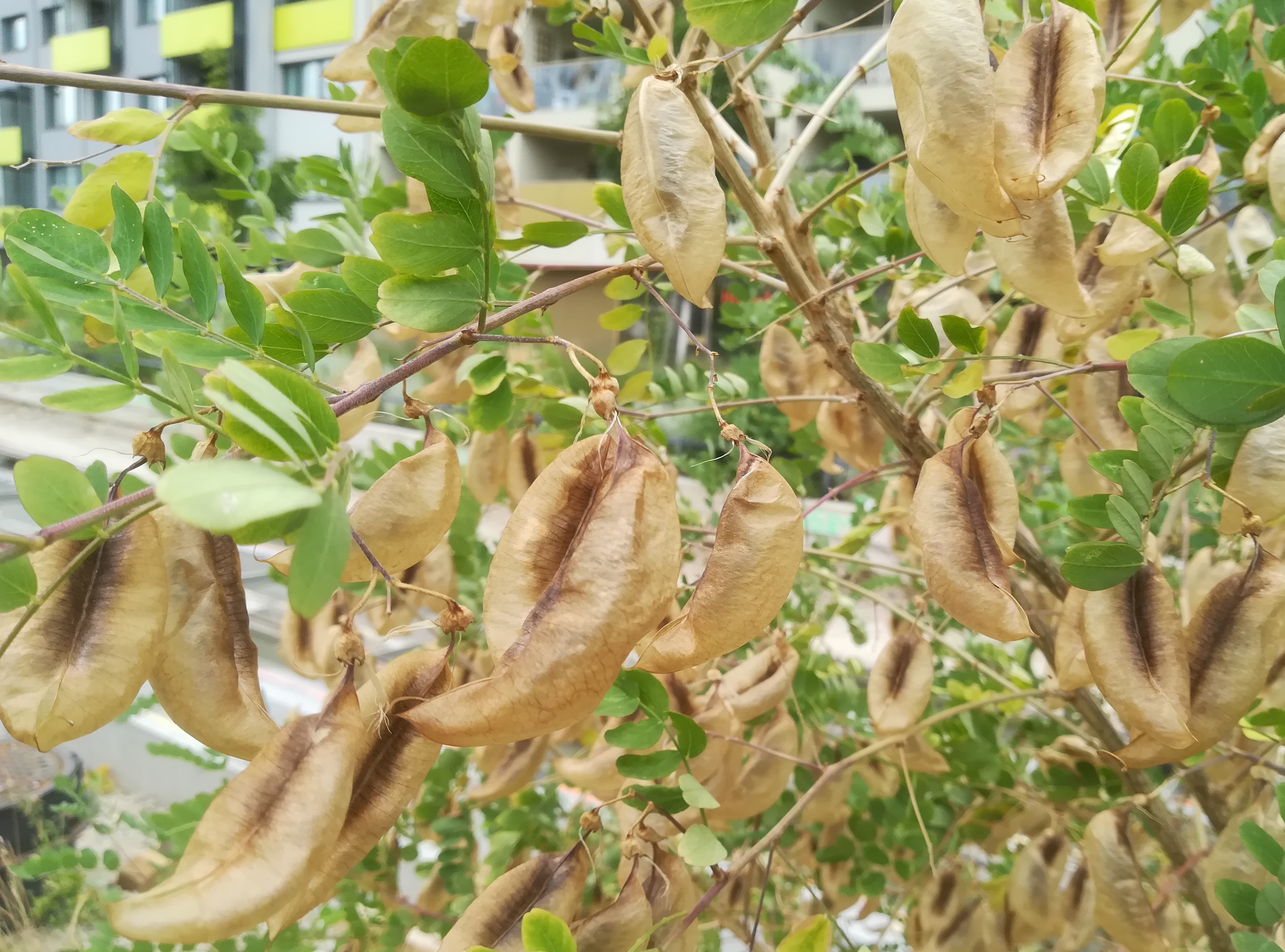 colutea arborescens helmut-zilk-park_20190711_141925 2.jpg