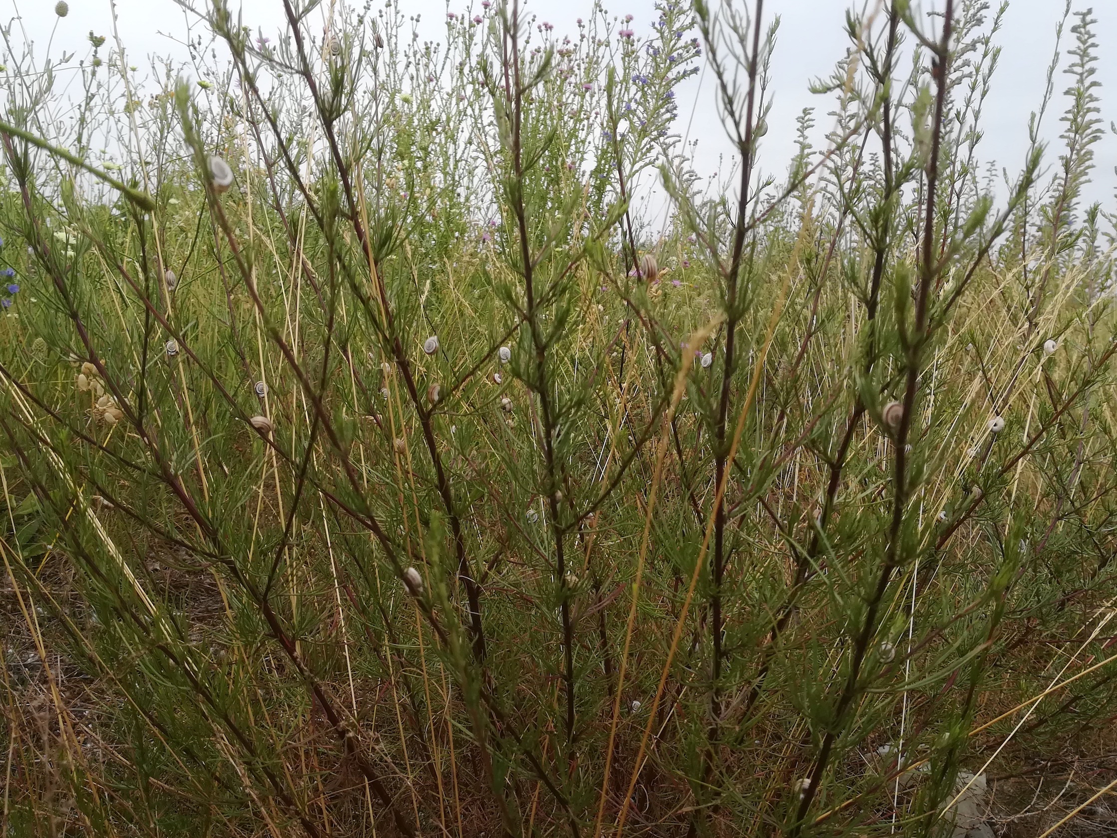 artemisia campestris bhf lassee_20190712_080949.jpg